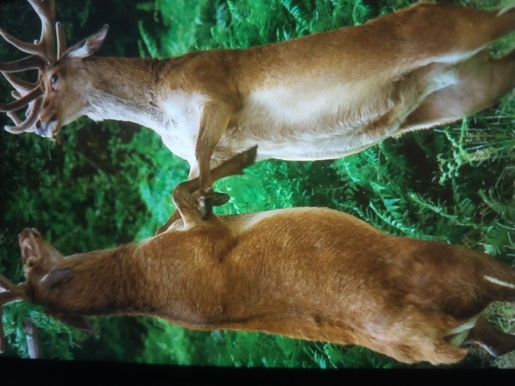 Deer spar, foxes wrestle, bullfrog rests — wildlife in action