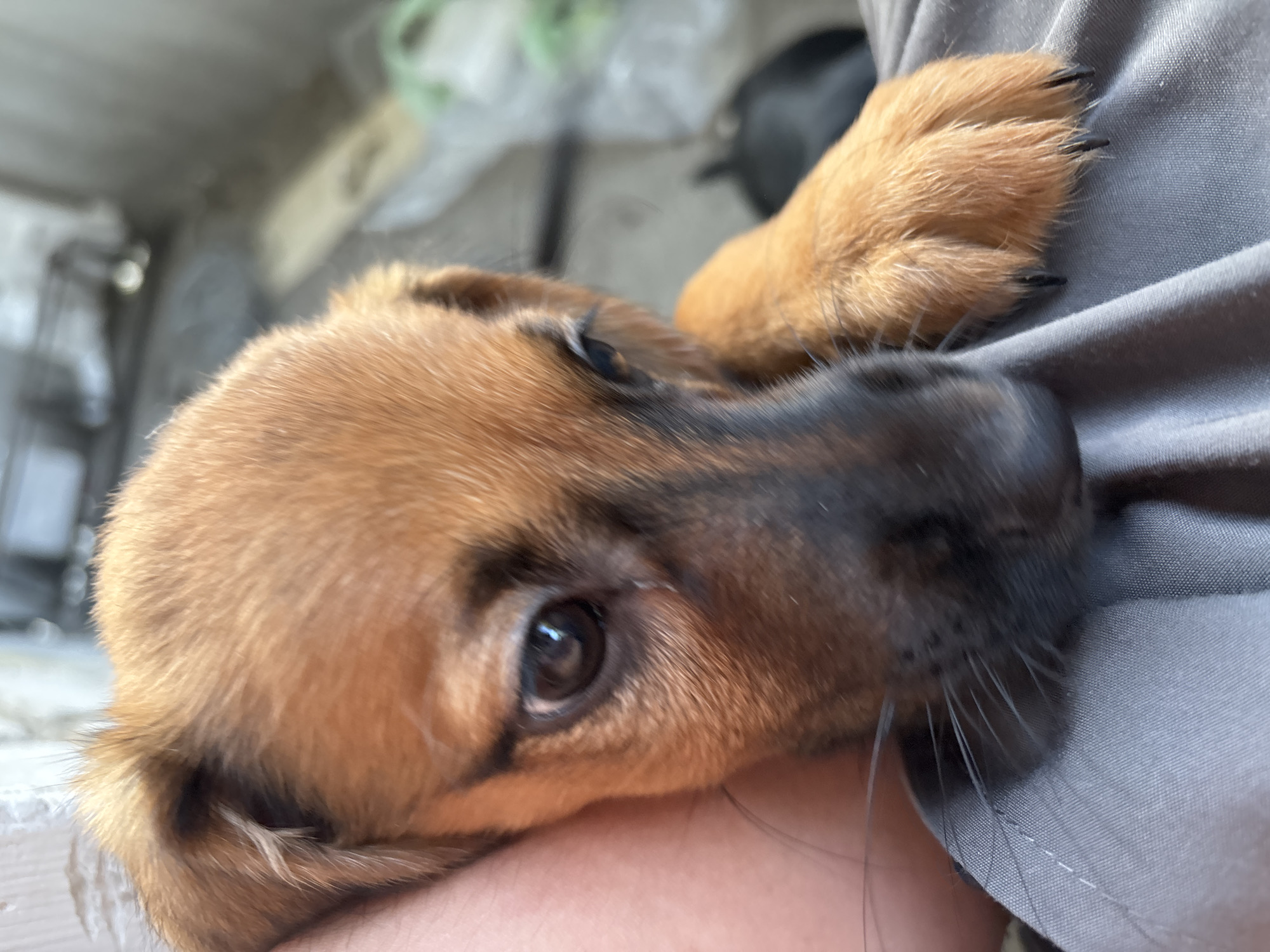 Dachshund puppies photographed up close in Birobidzhan