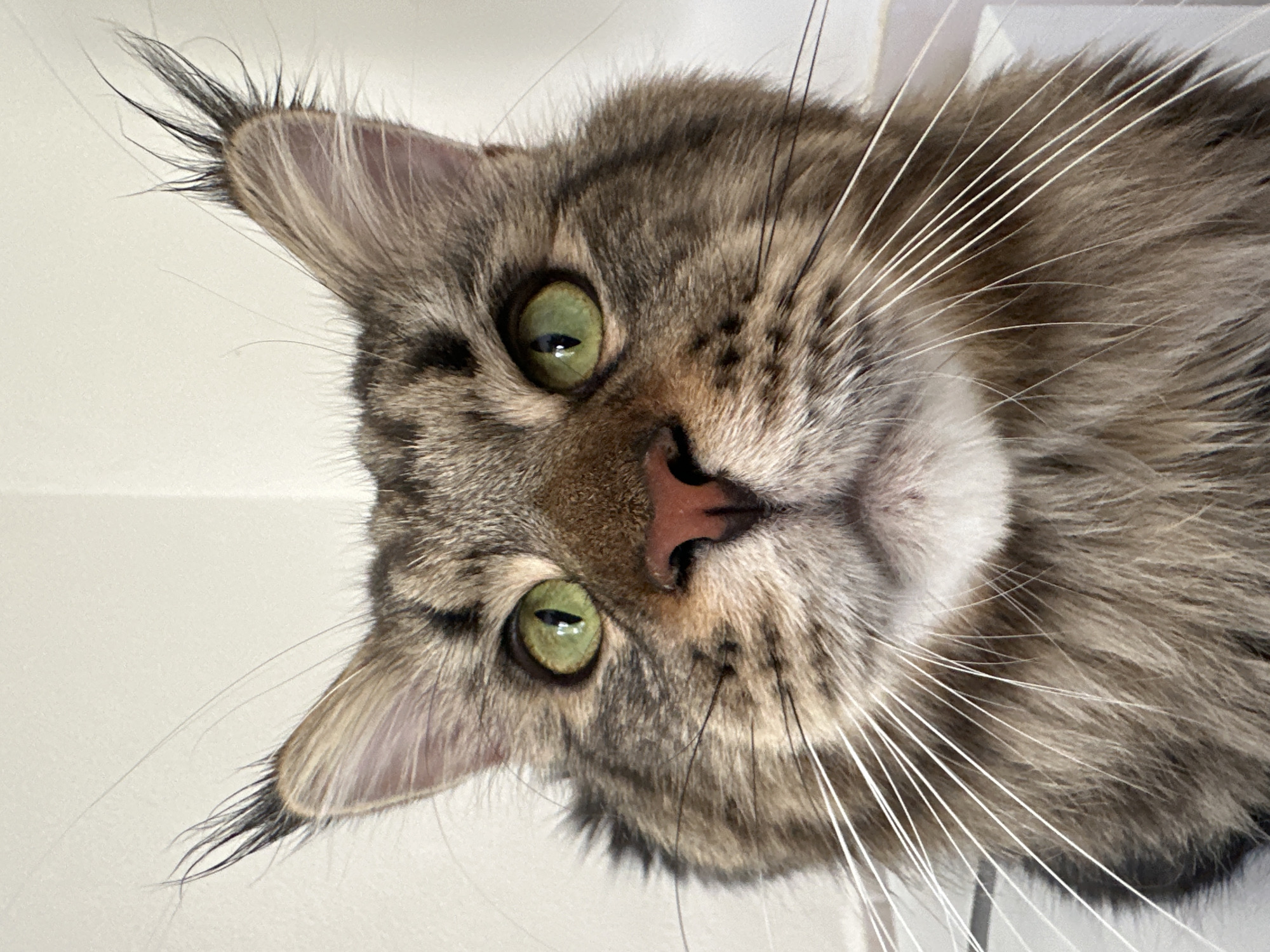 Cats, vintage watches, and everyday objects around the home