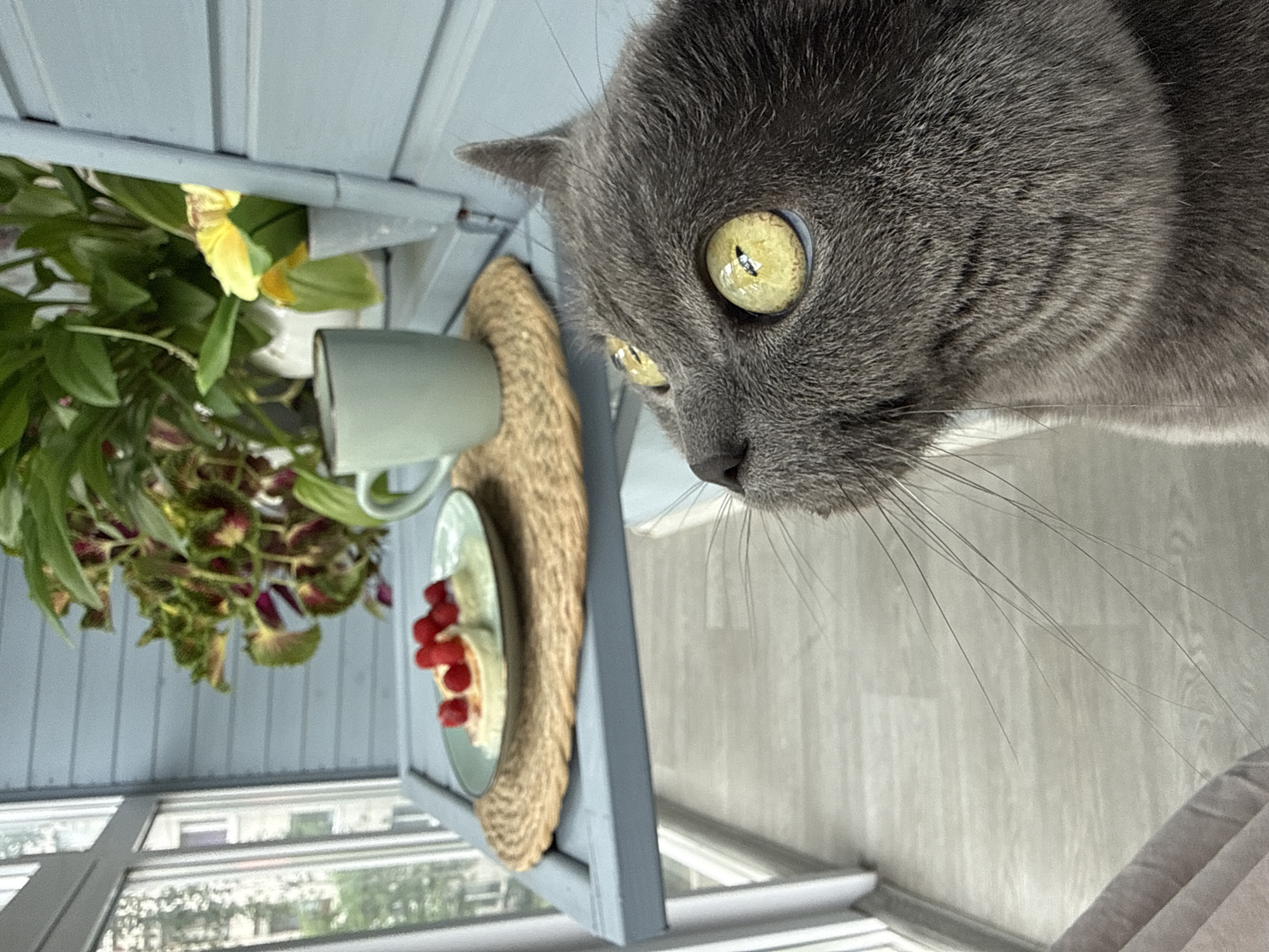 Gray cat on a Tyumen balcony, caught in close-up
