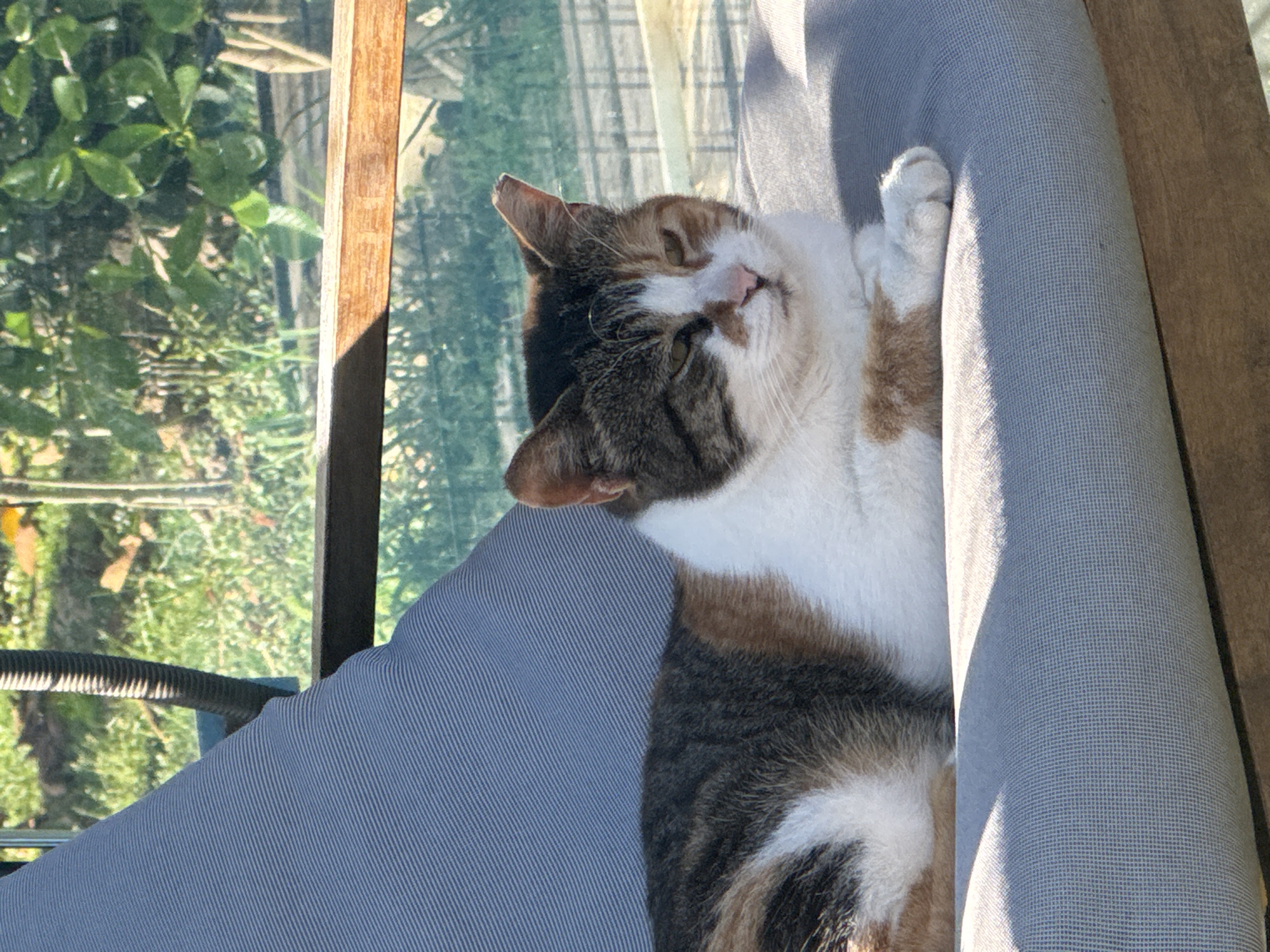 Cat lounges on Alanya balcony during quiet afternoon