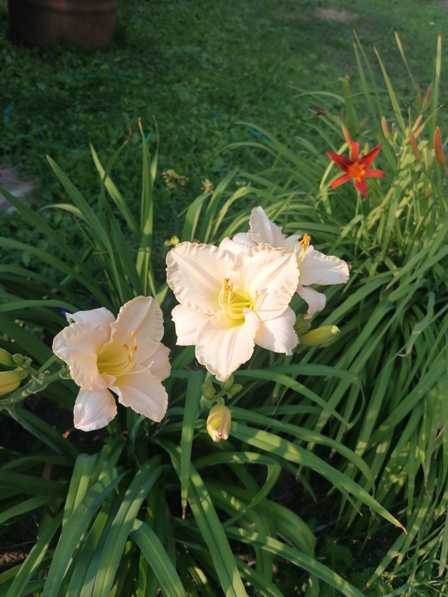 Summer garden in full bloom, Mylnikovo, Russia