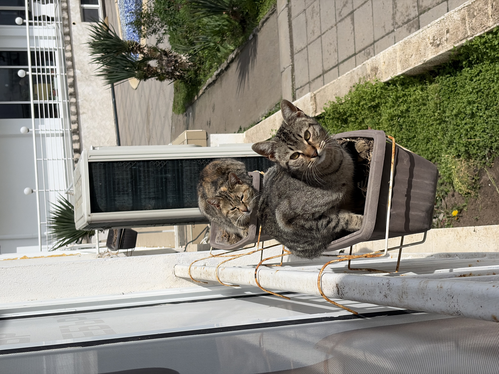 Everyday moments captured in Nesebar: cats and medical setting