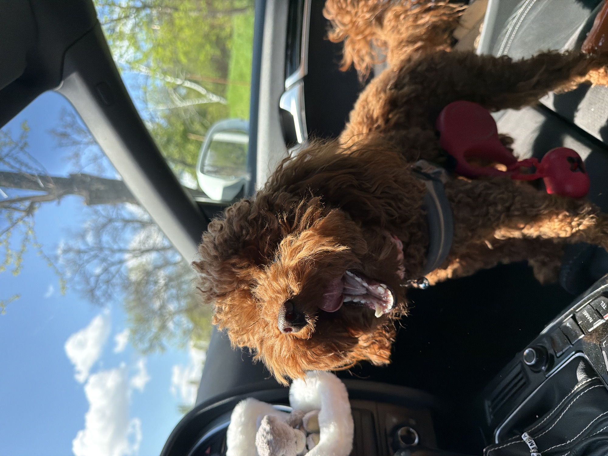 Poodle rides shotgun in Sofia car journey
