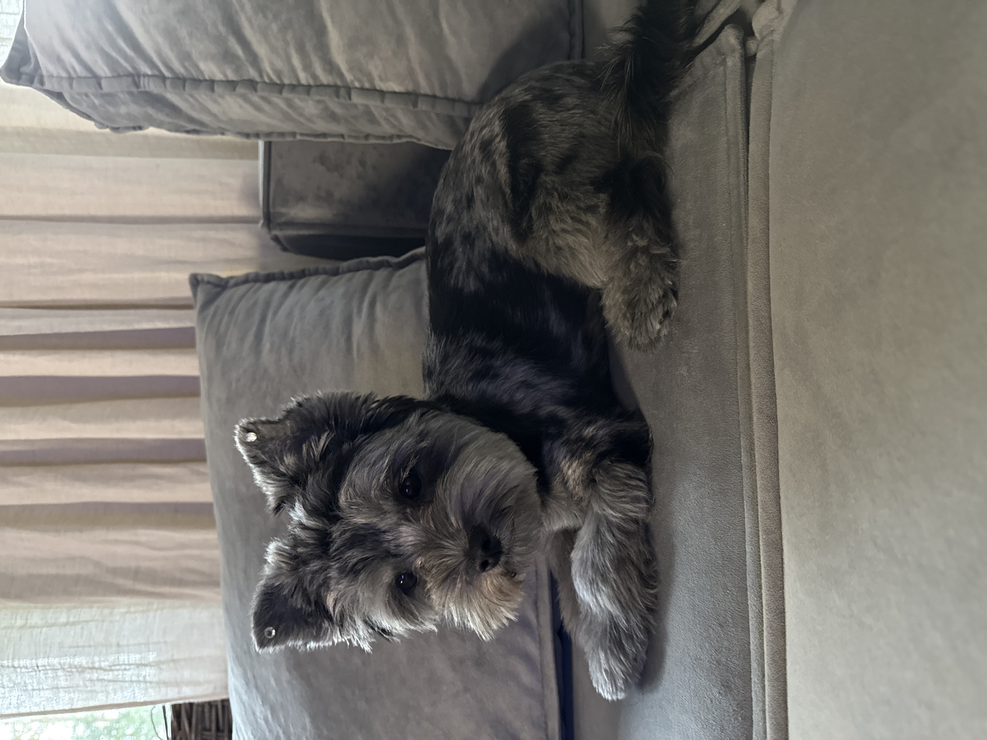 Kid and fluffy dog wind down together on the couch