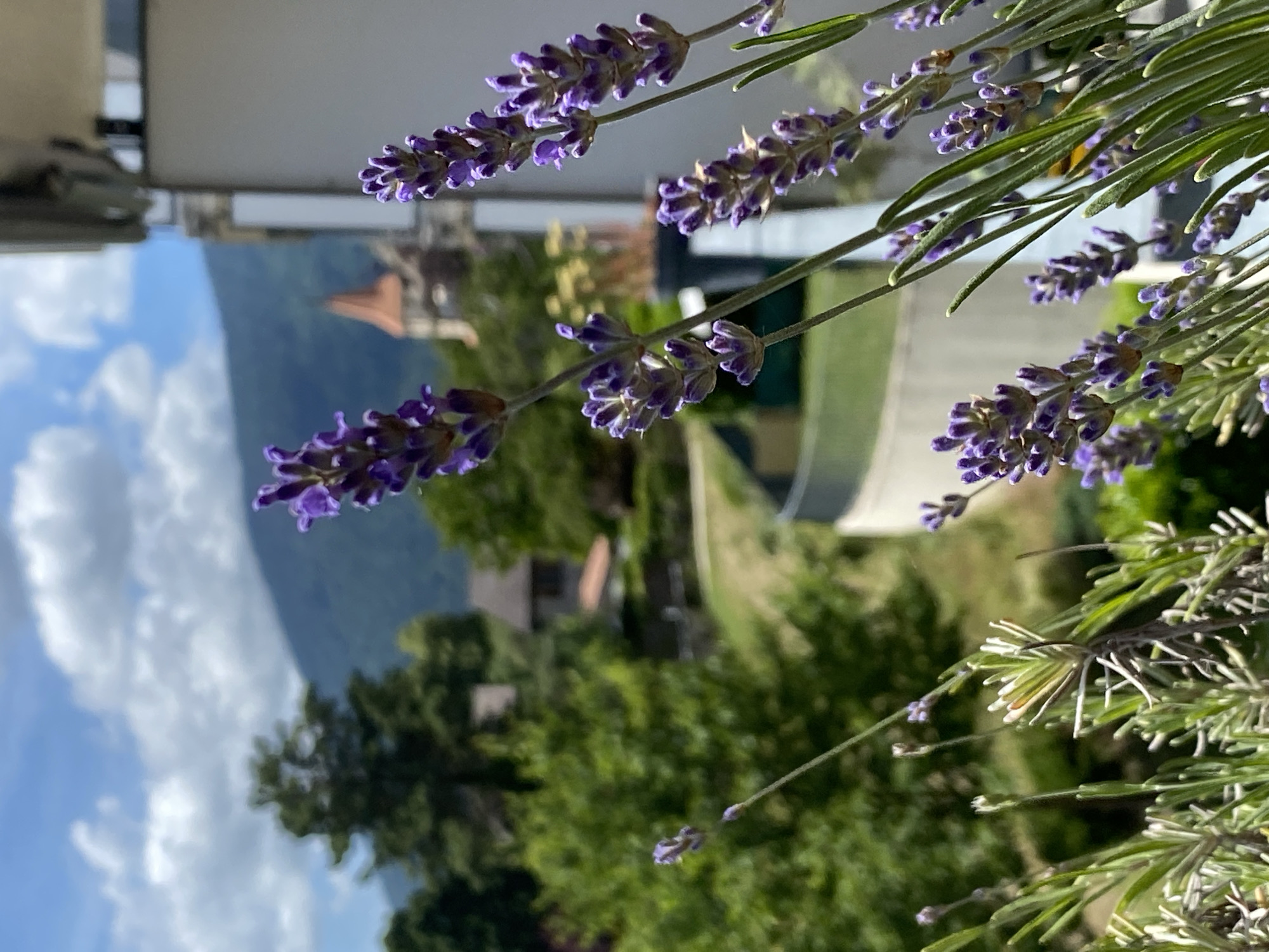 Sunny morning balcony scenes documented in Milvignes, Switzerland