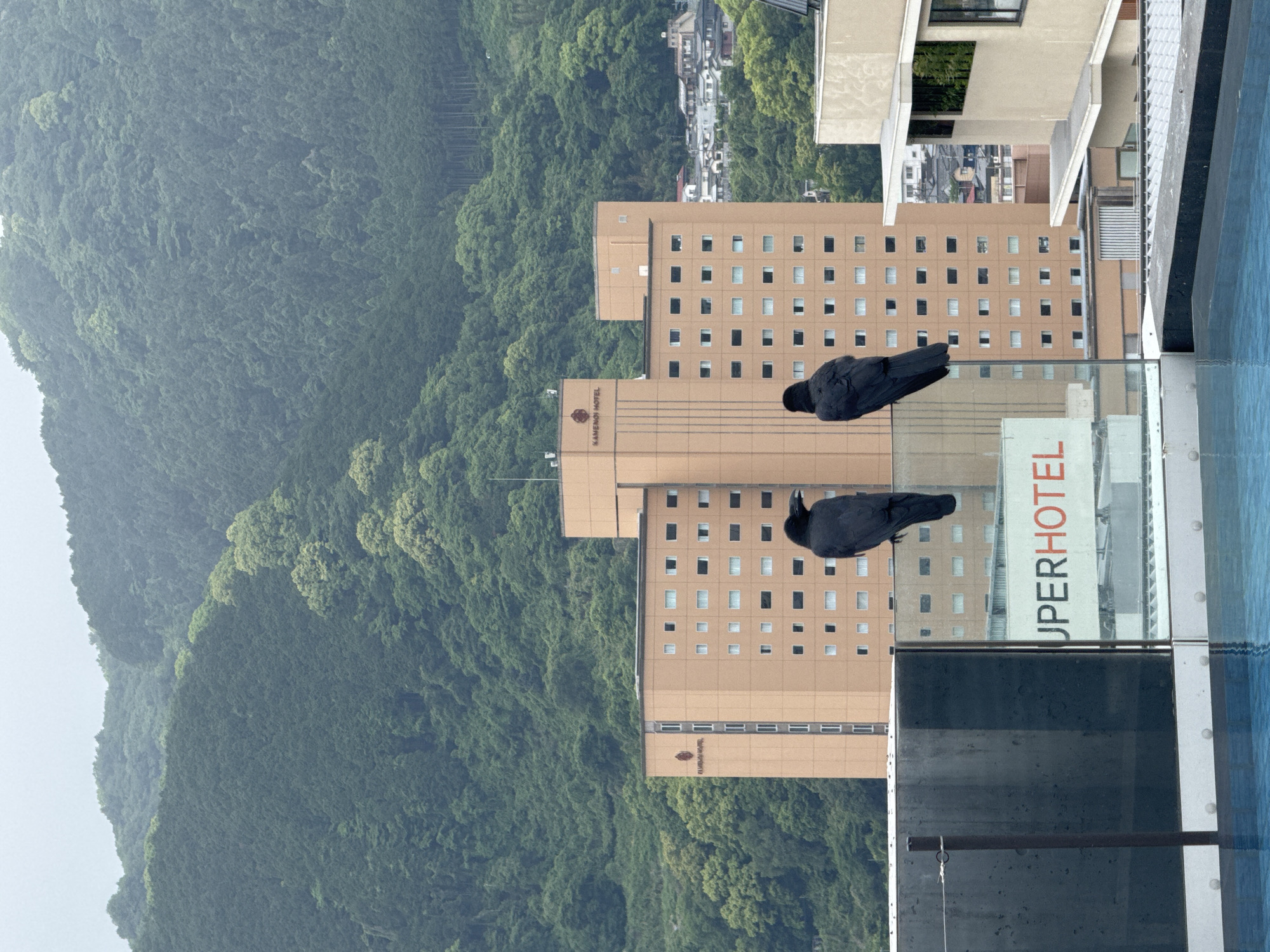 Peaceful Beppu moments: birds, pools, and boats at dawn