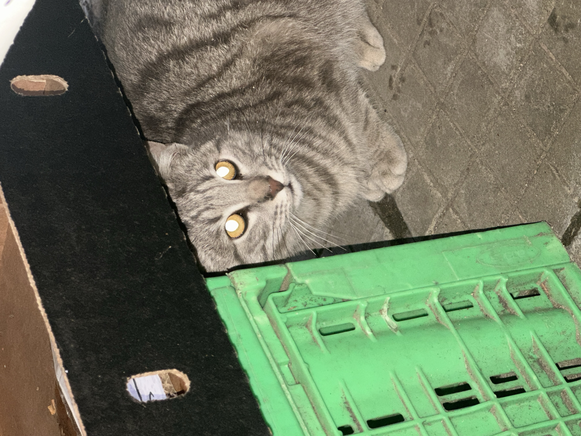 Cats and dogs spotted in Sofia street scenes