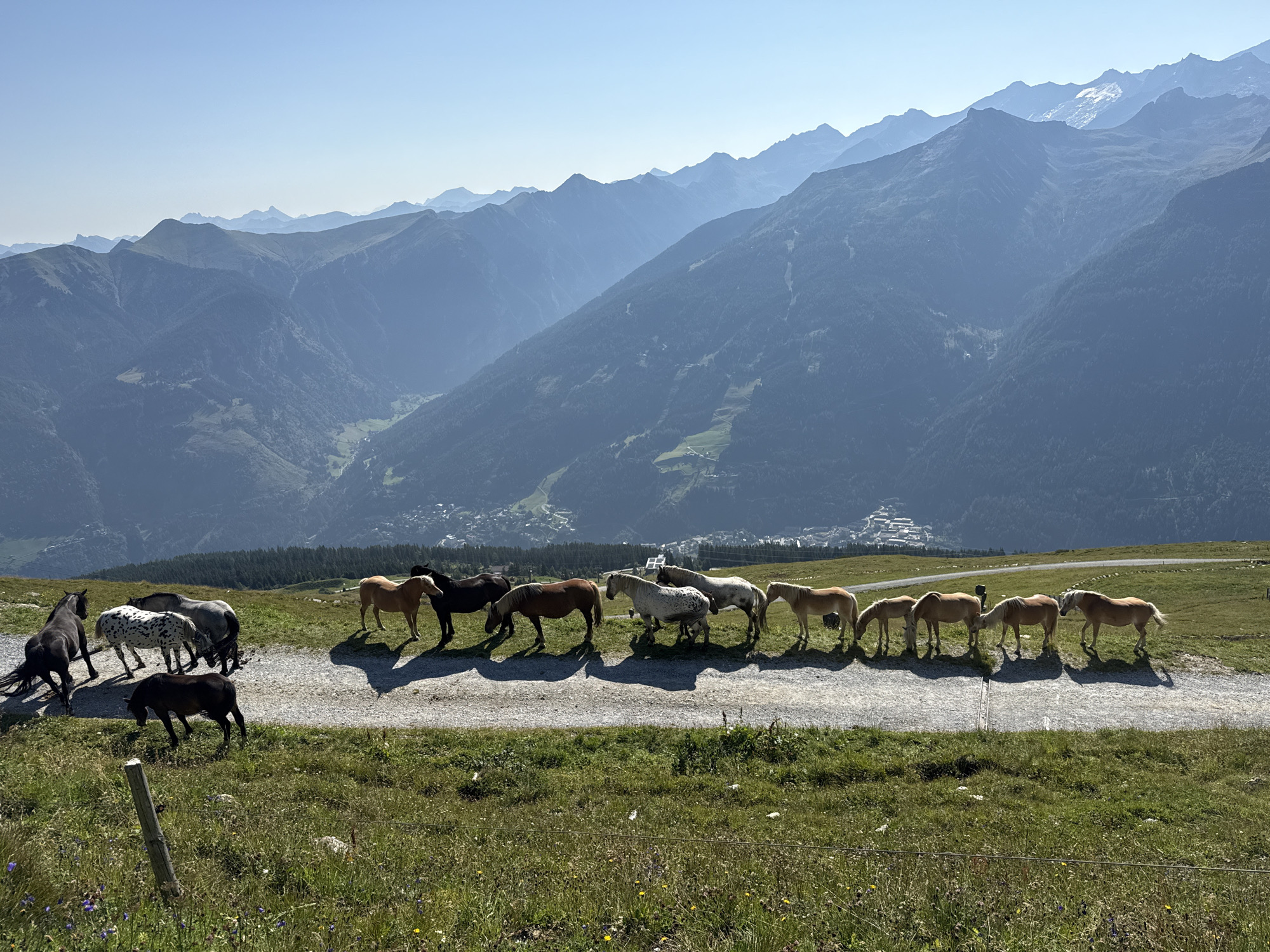 Horses and cattle roam alpine slopes near Bad Gastein