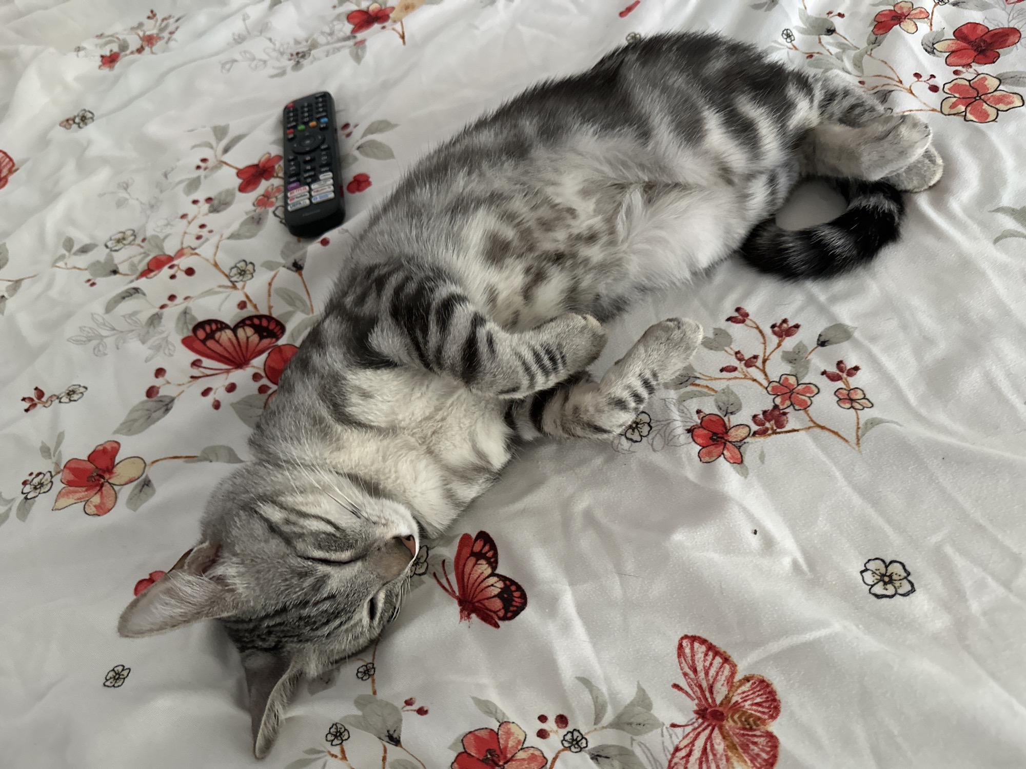 Lazy afternoon with a napping tabby cat in a Romanian home