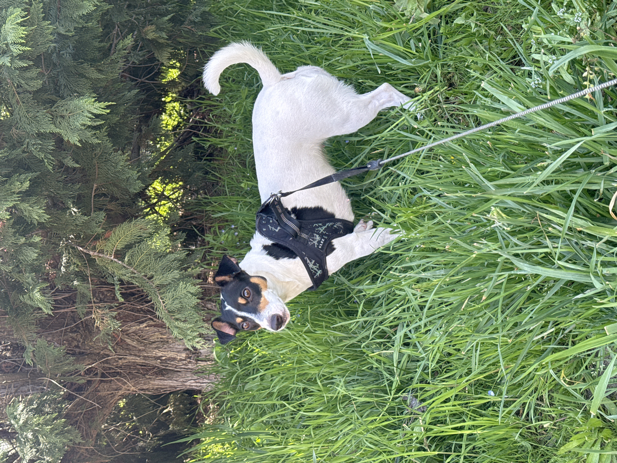 Dog plays in Varna park during sunny afternoon