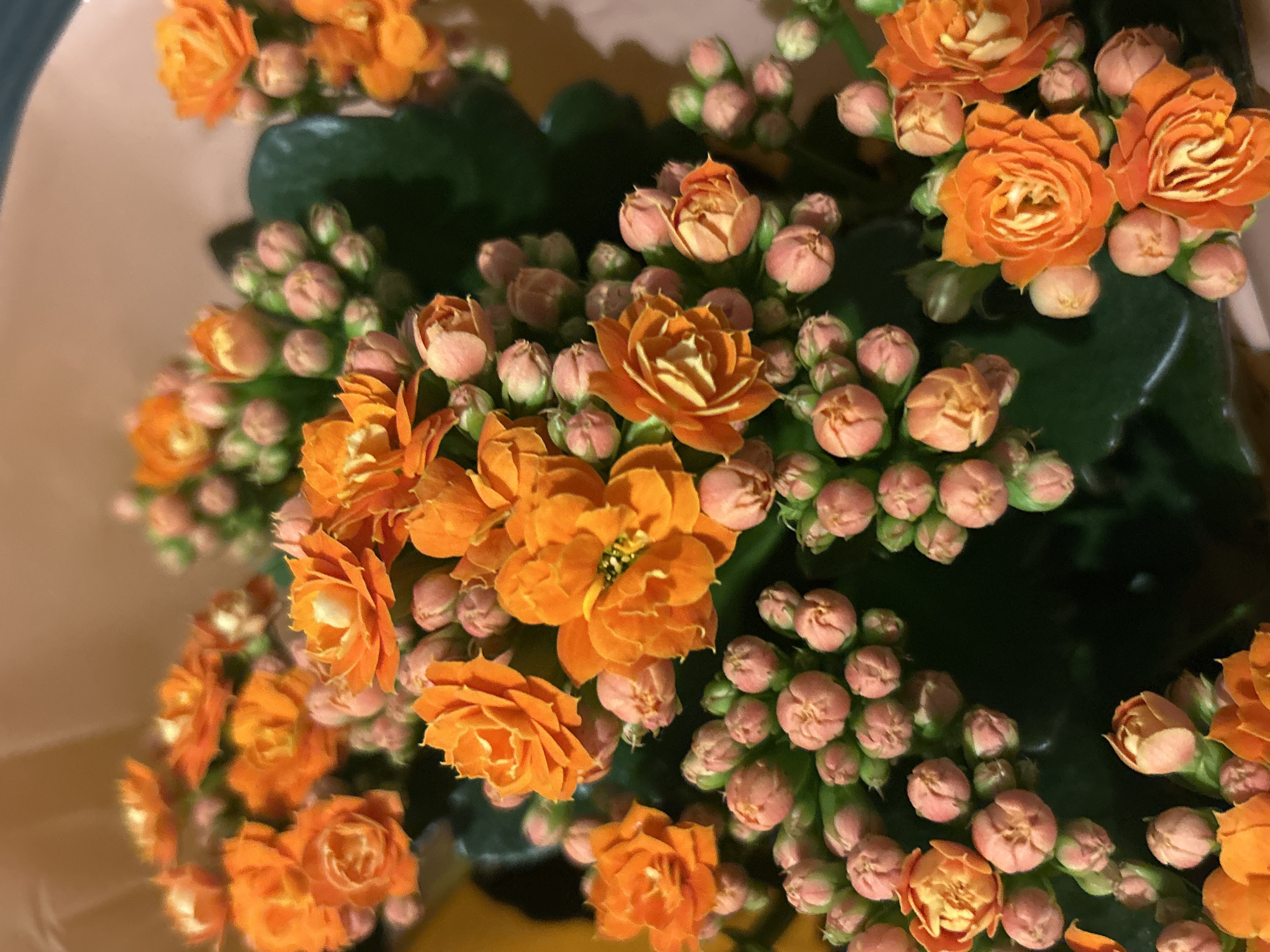 Late-night flower photography session documented in Strasbourg