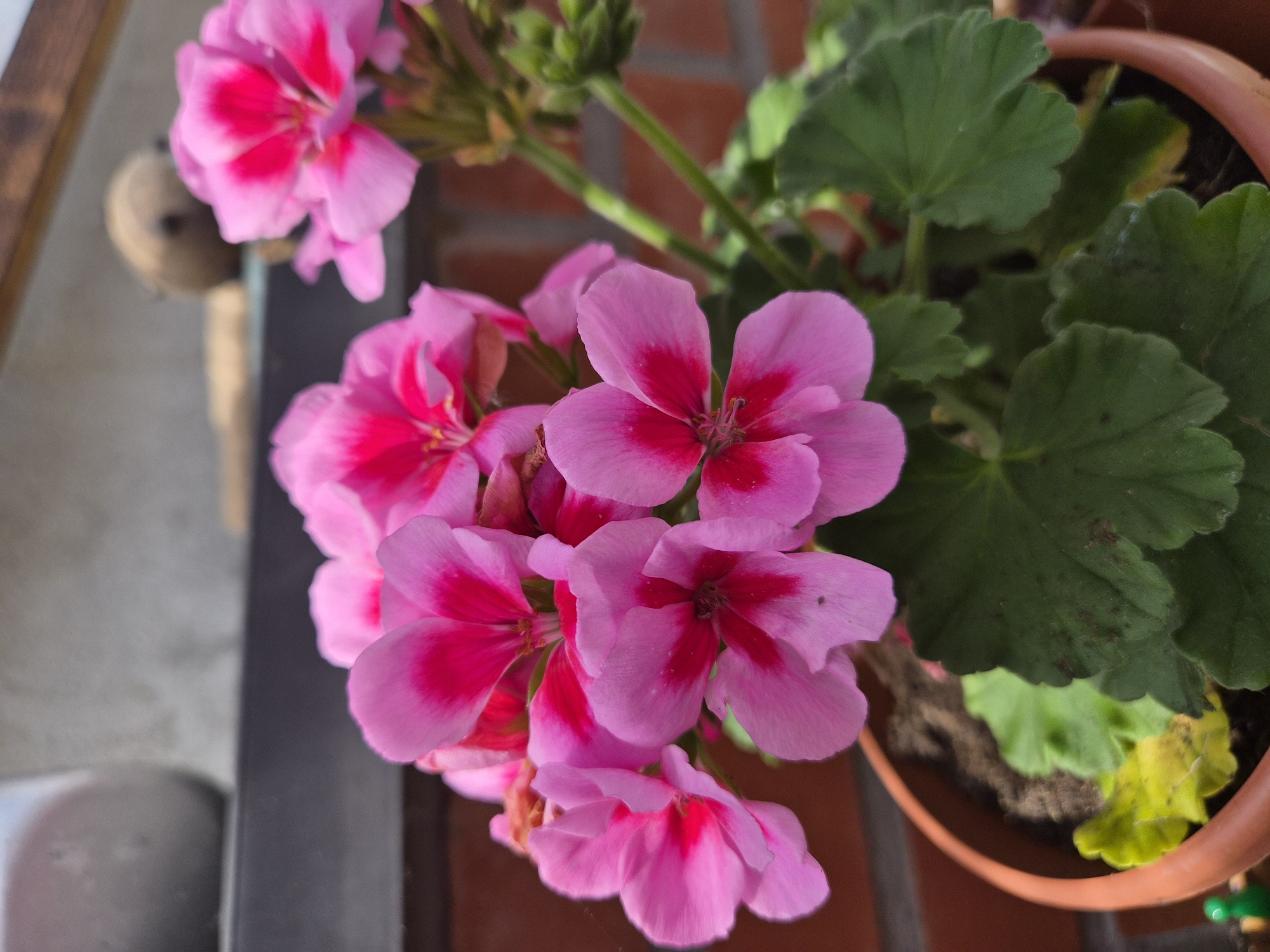 Pink geraniums photographed in terracotta pot in Aalst, Belgium