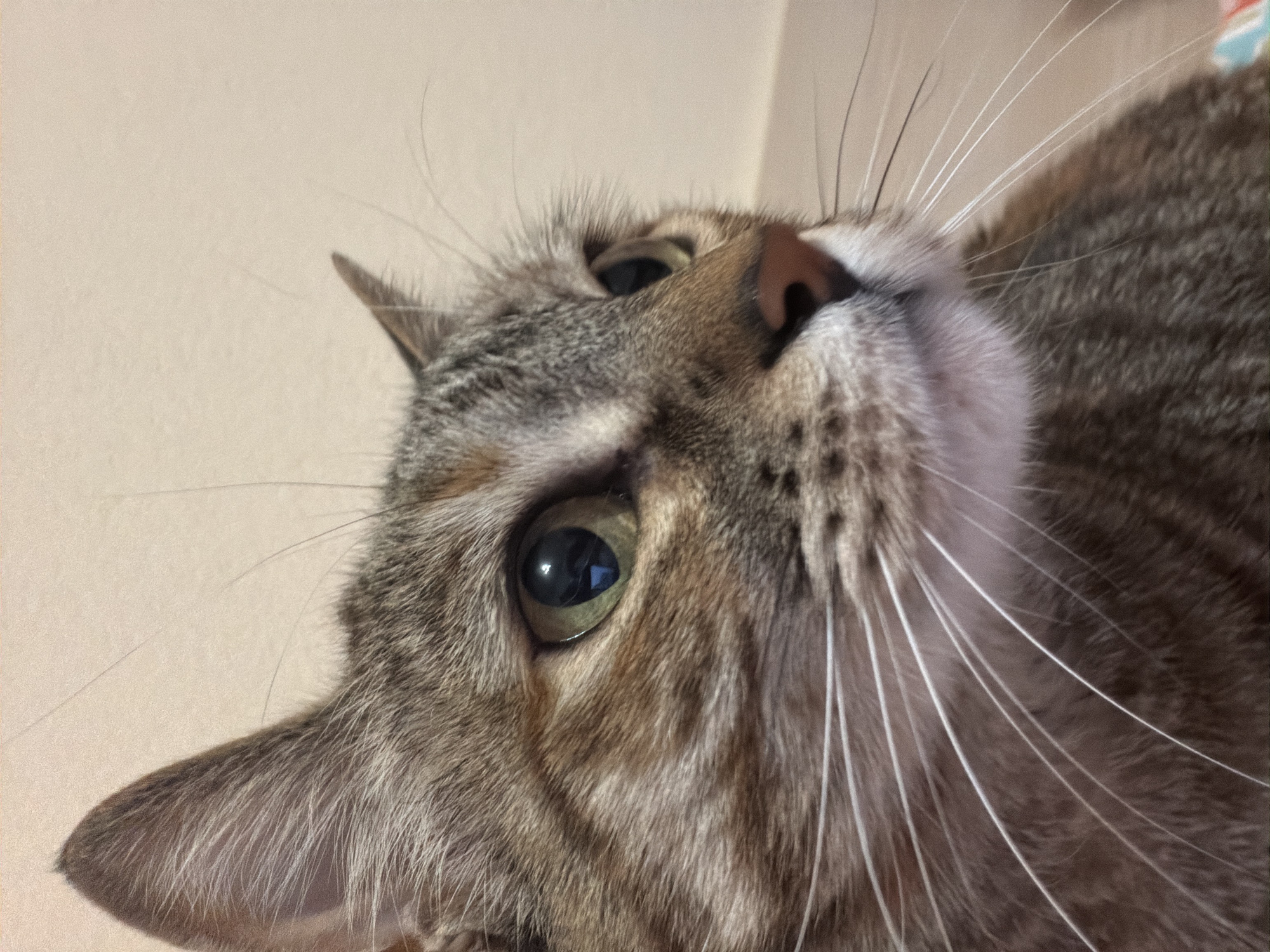 Tabby cat photographed in close-up shots in Blagoevgrad