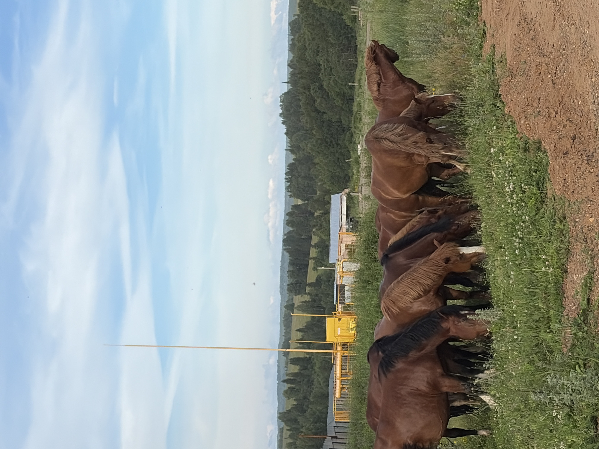 Horses graze freely near farm buildings in rural Ваньки, Russia