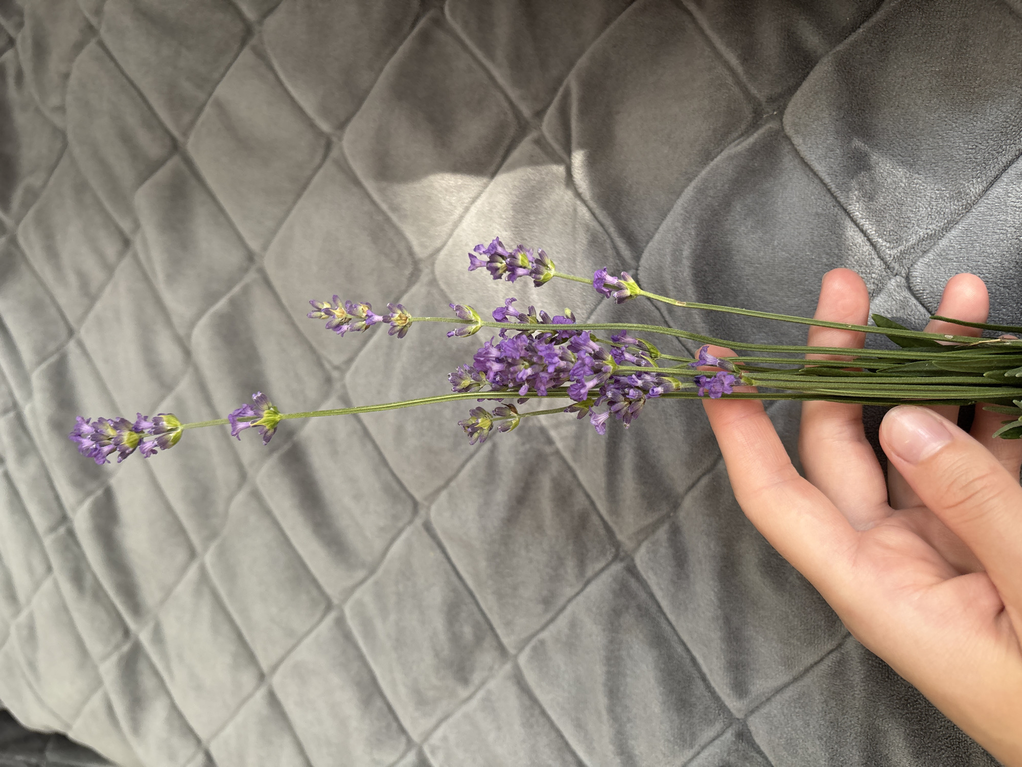 Fresh lavender held indoors, rural Belarus