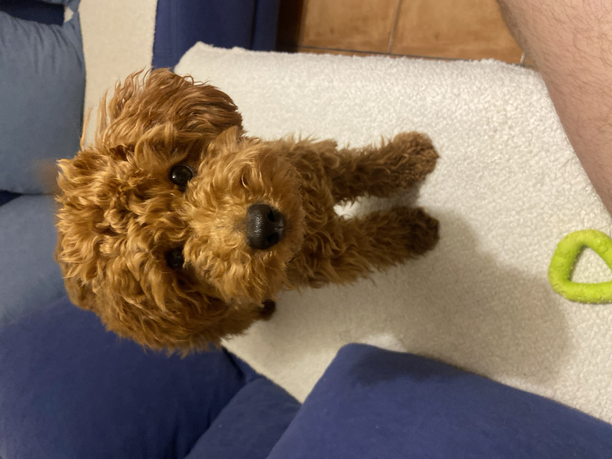 Dog meets robot vacuum in Montenegro home morning routine