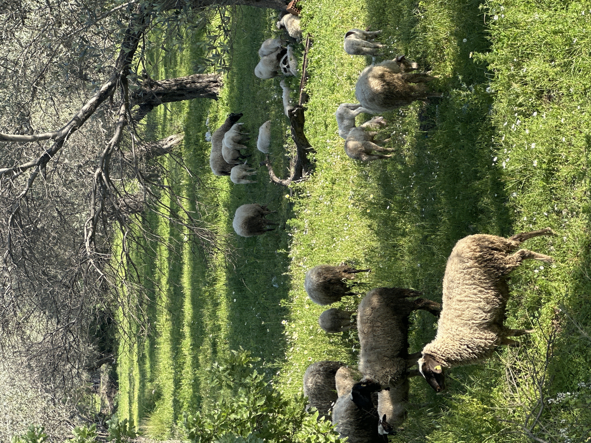 Sheep flock grazes in shaded field in Datça, Turkey