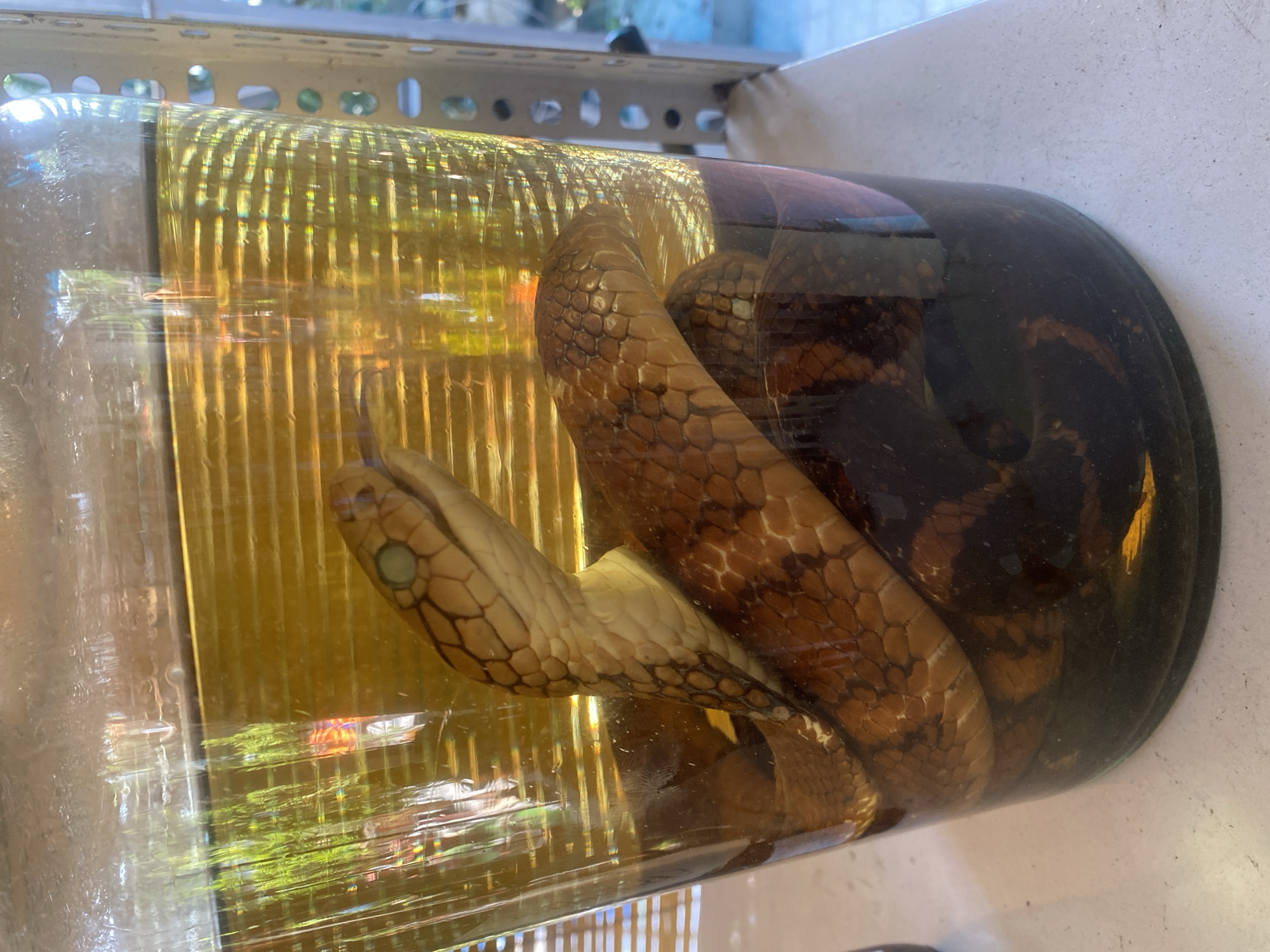 Preserved cobras and casual snapshots from Thuận An