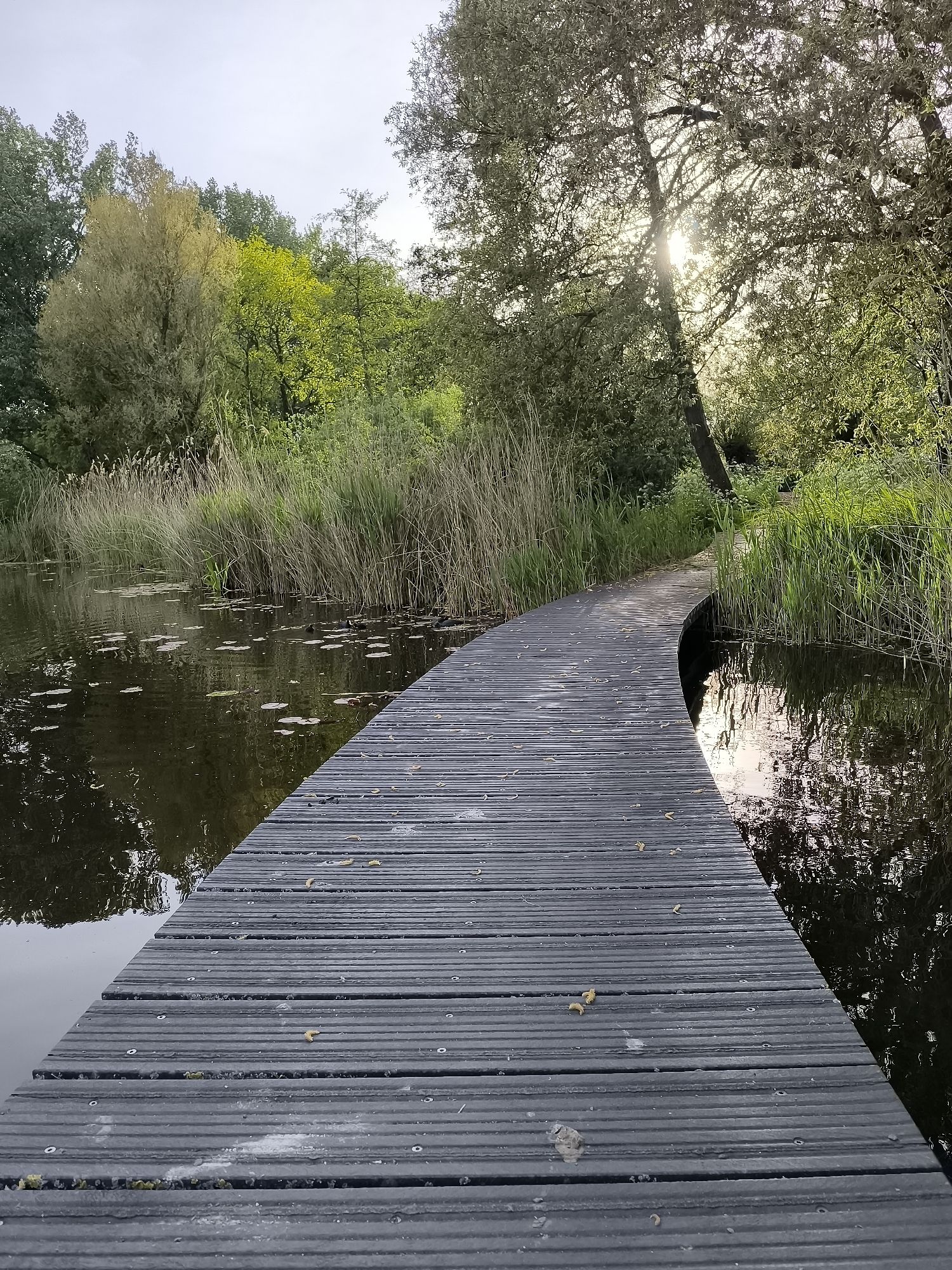 Evening nature walk documented through Alkmaar's waterways and paths
