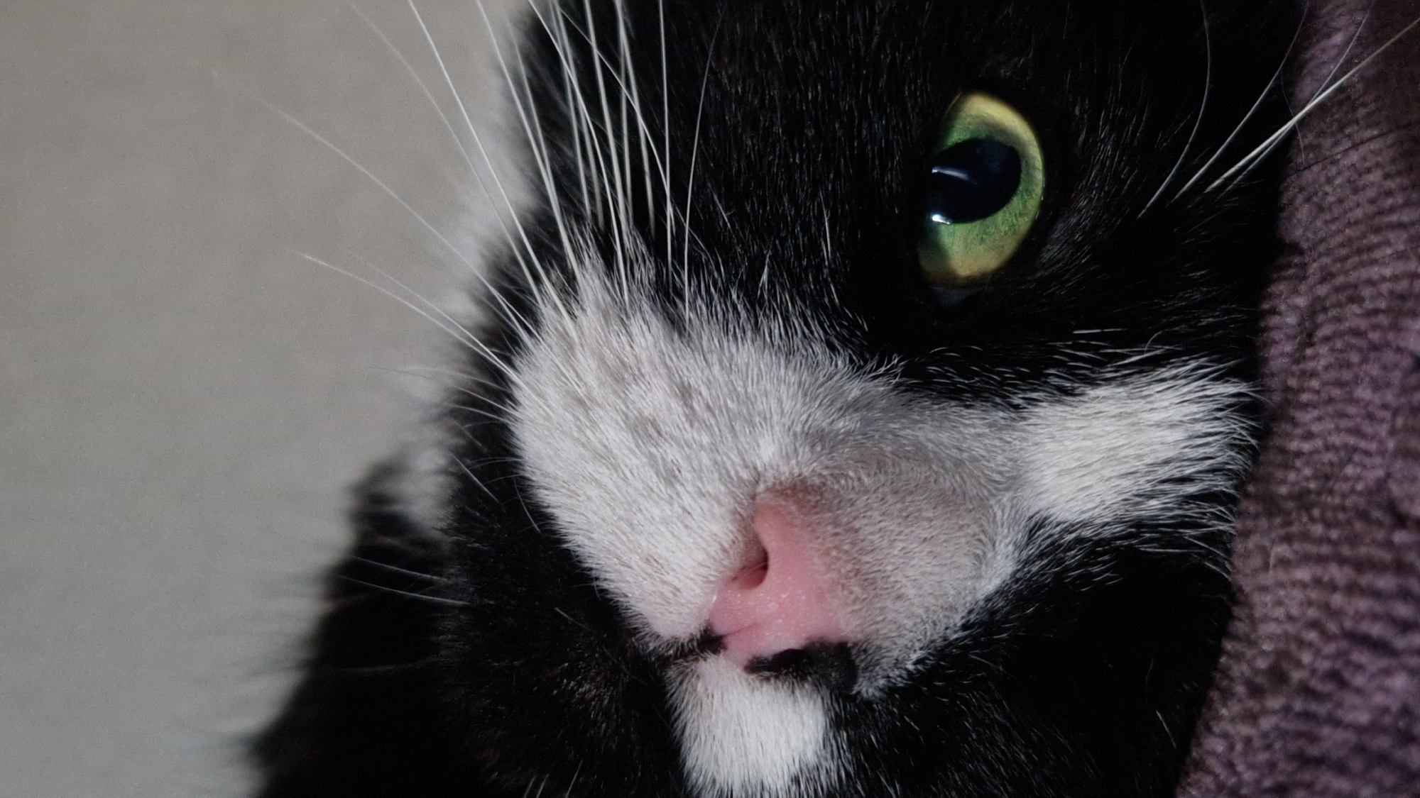Black and white cat's lazy afternoon, up close in Riga