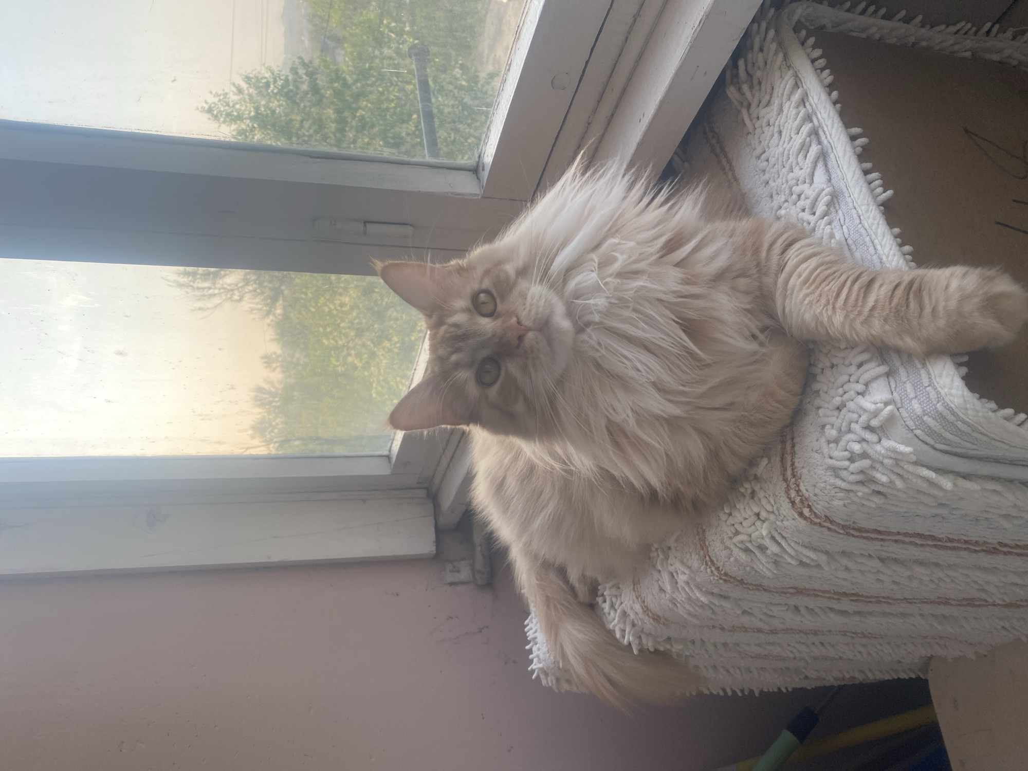 Cat rests by window as parking lot observed in Artyom