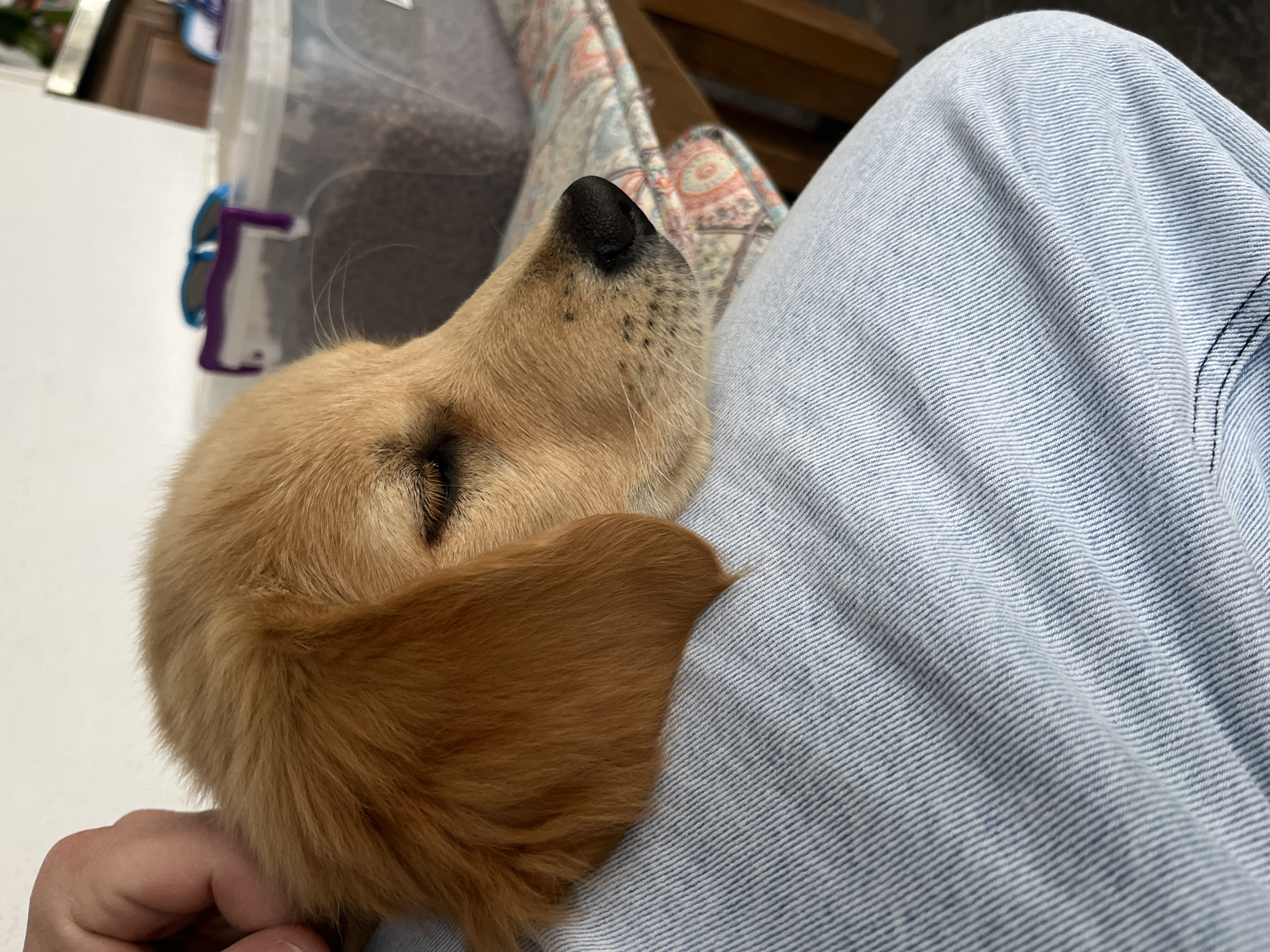 Golden retriever puppy rests on lap in Kostinbrod