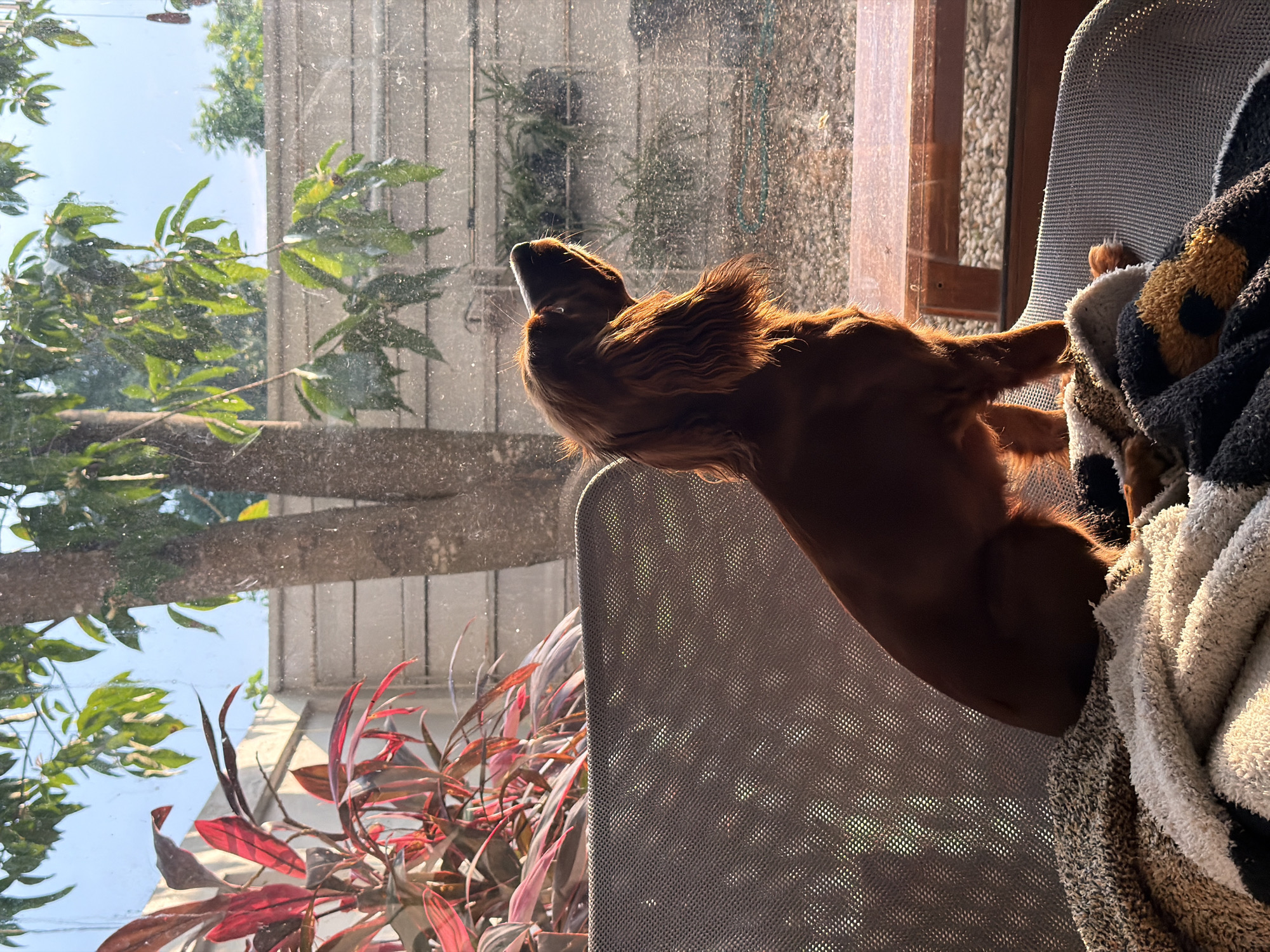 Irish Setter spotted indoors and outdoors in Chang Phueak, Thailand