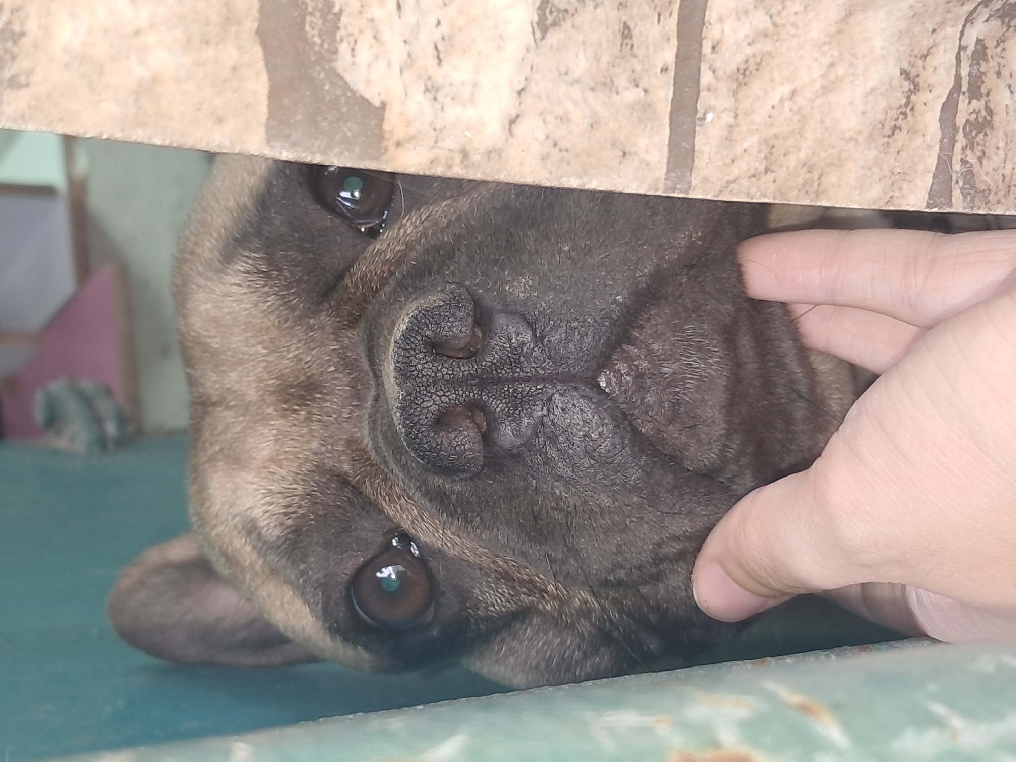 French Bulldog curious and exploring outdoors in Shymkent