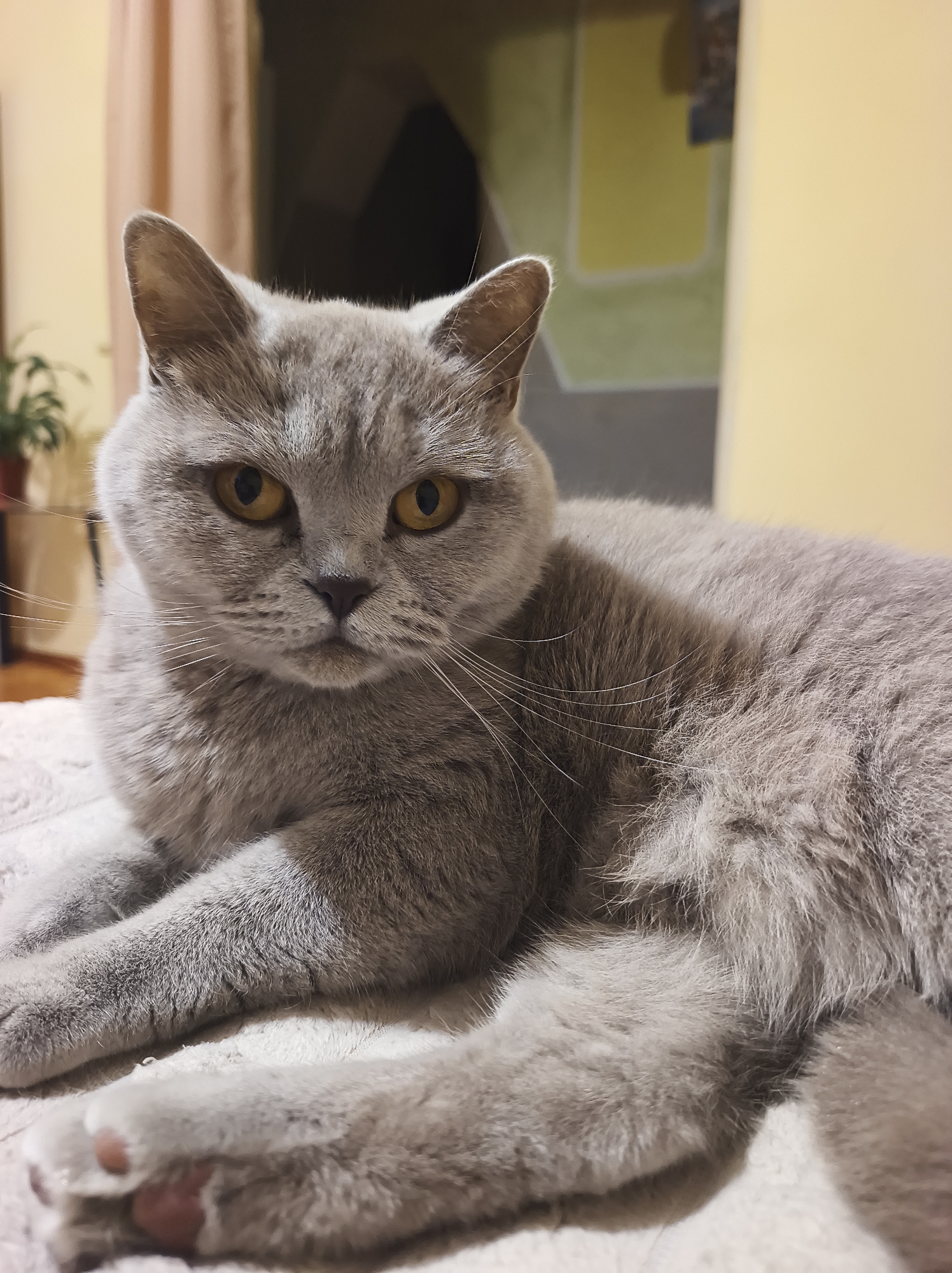 Gray British Shorthair cat observed resting in Ternopil, Ukraine