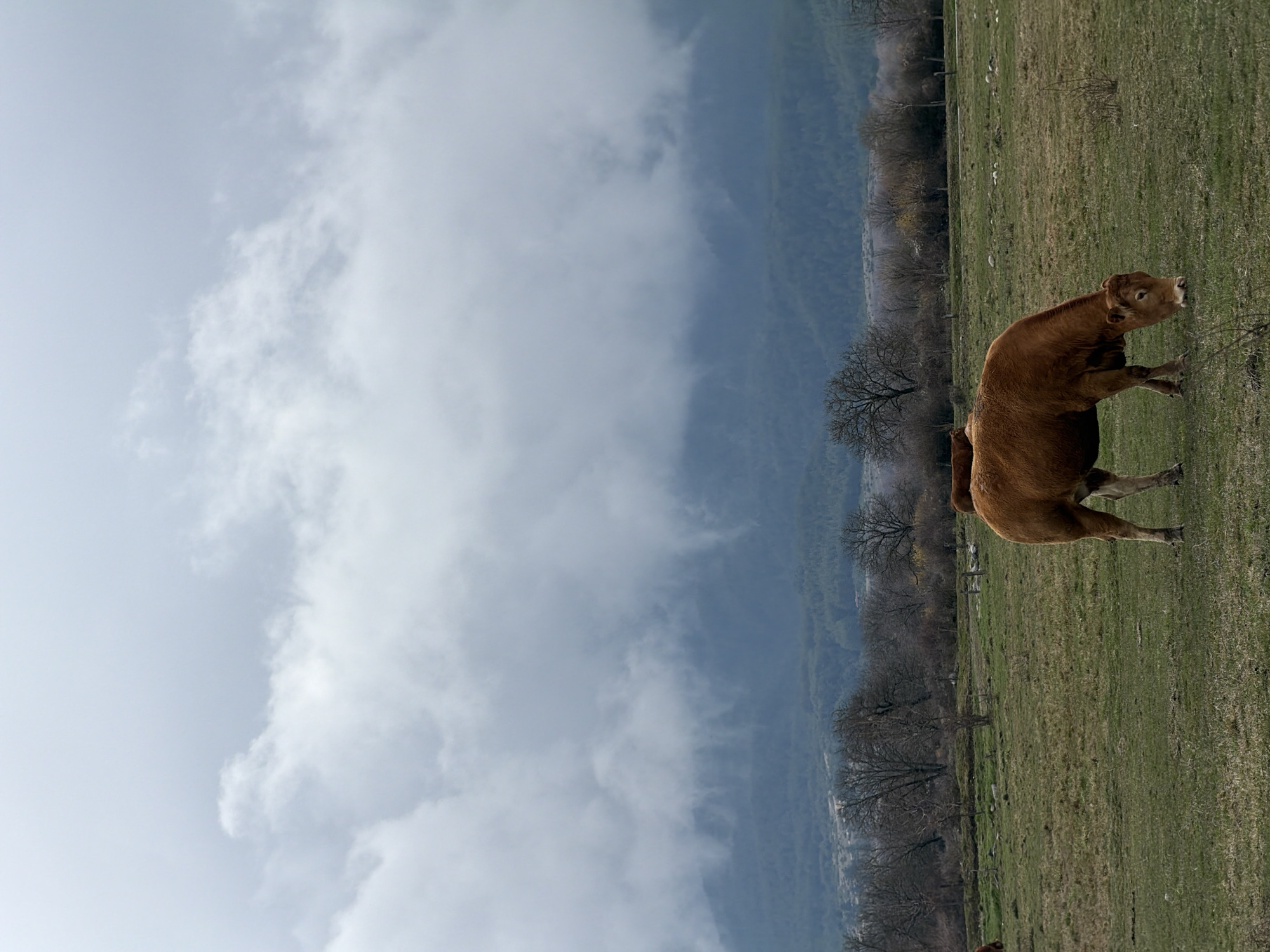 Cows graze in field near Bansko, Bulgaria