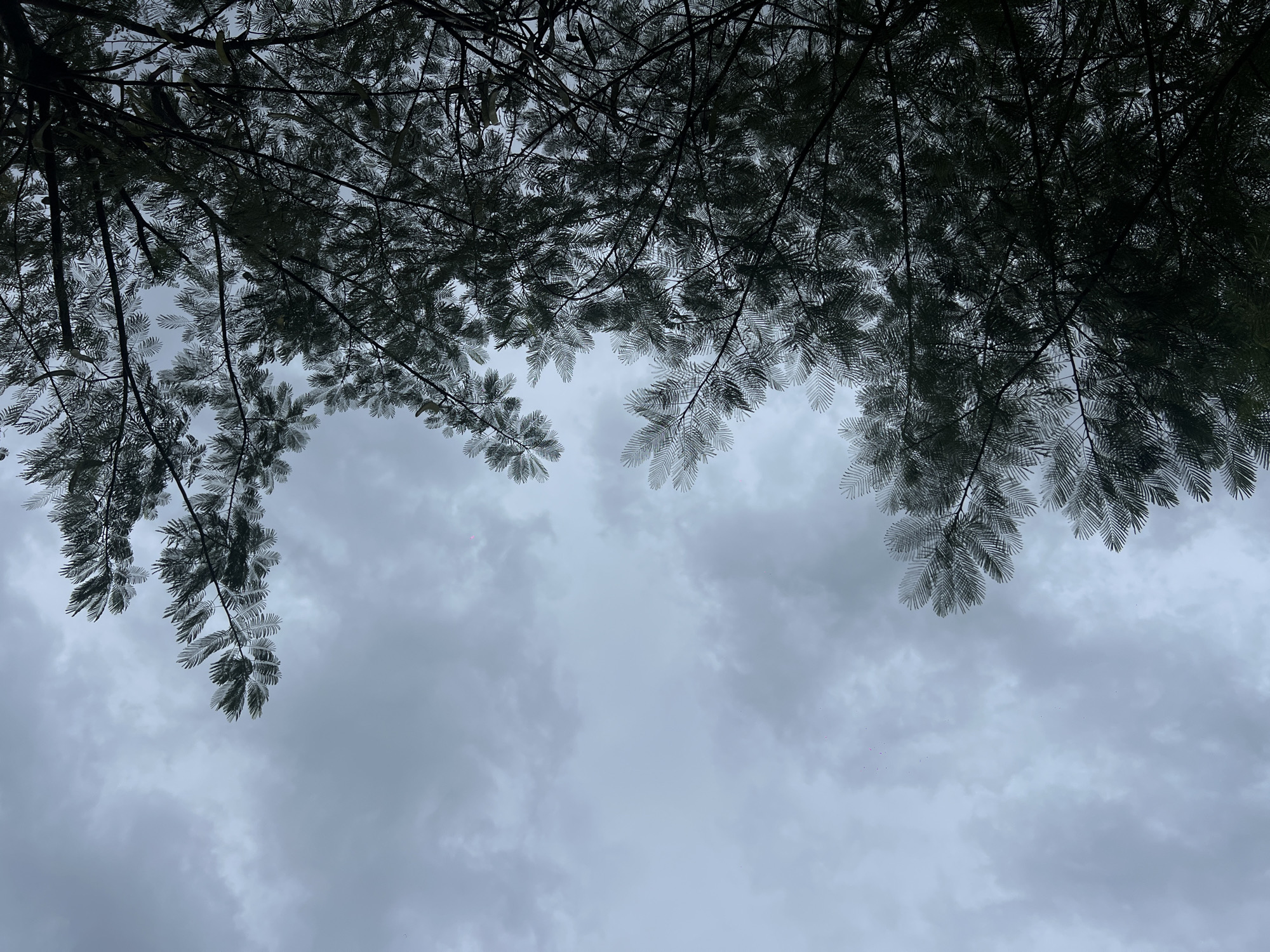 Morning documentation captures North Kuta's mix of nature and urban life