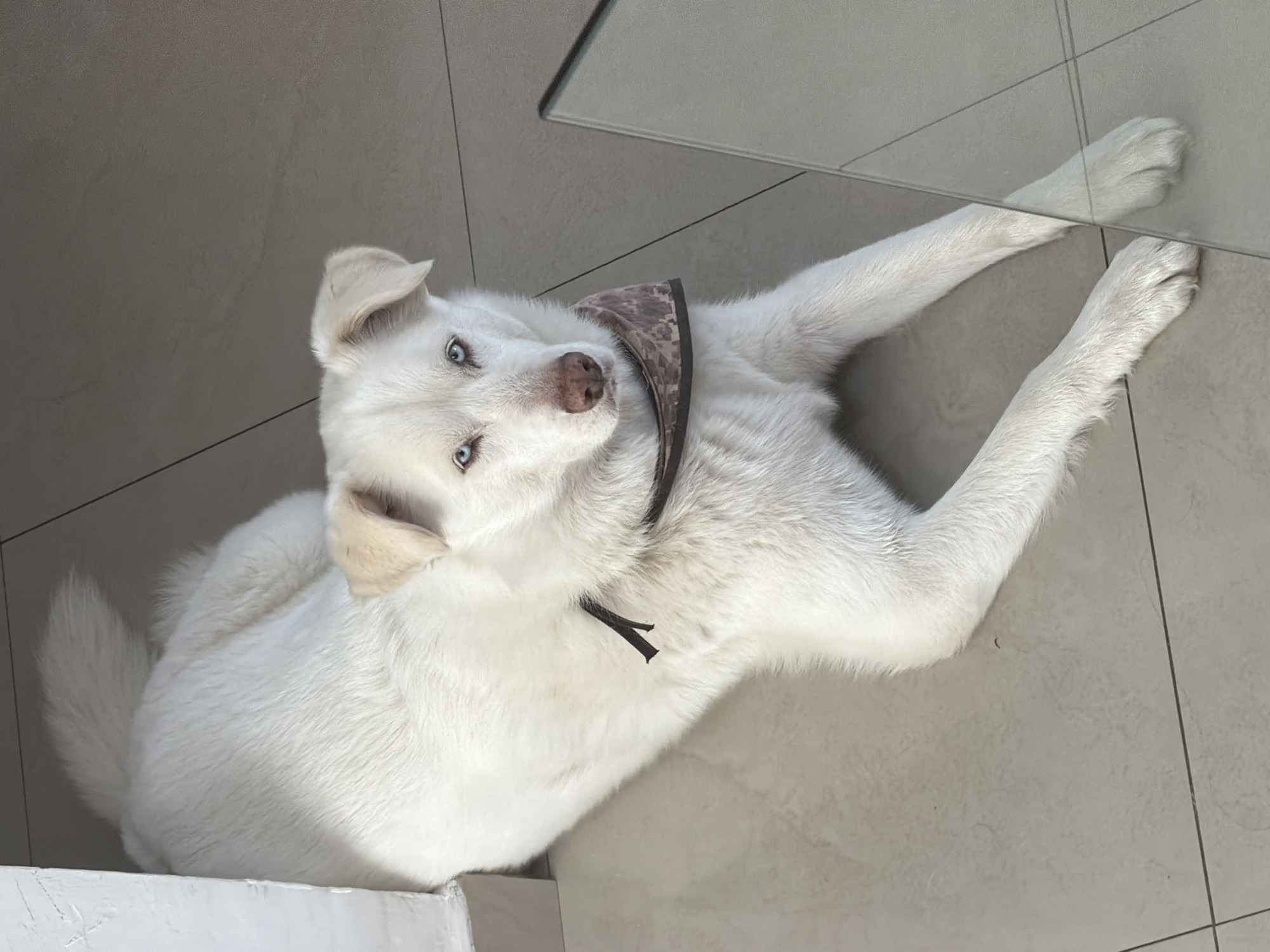 White dog with blue eyes rests on tile floor in Cholula