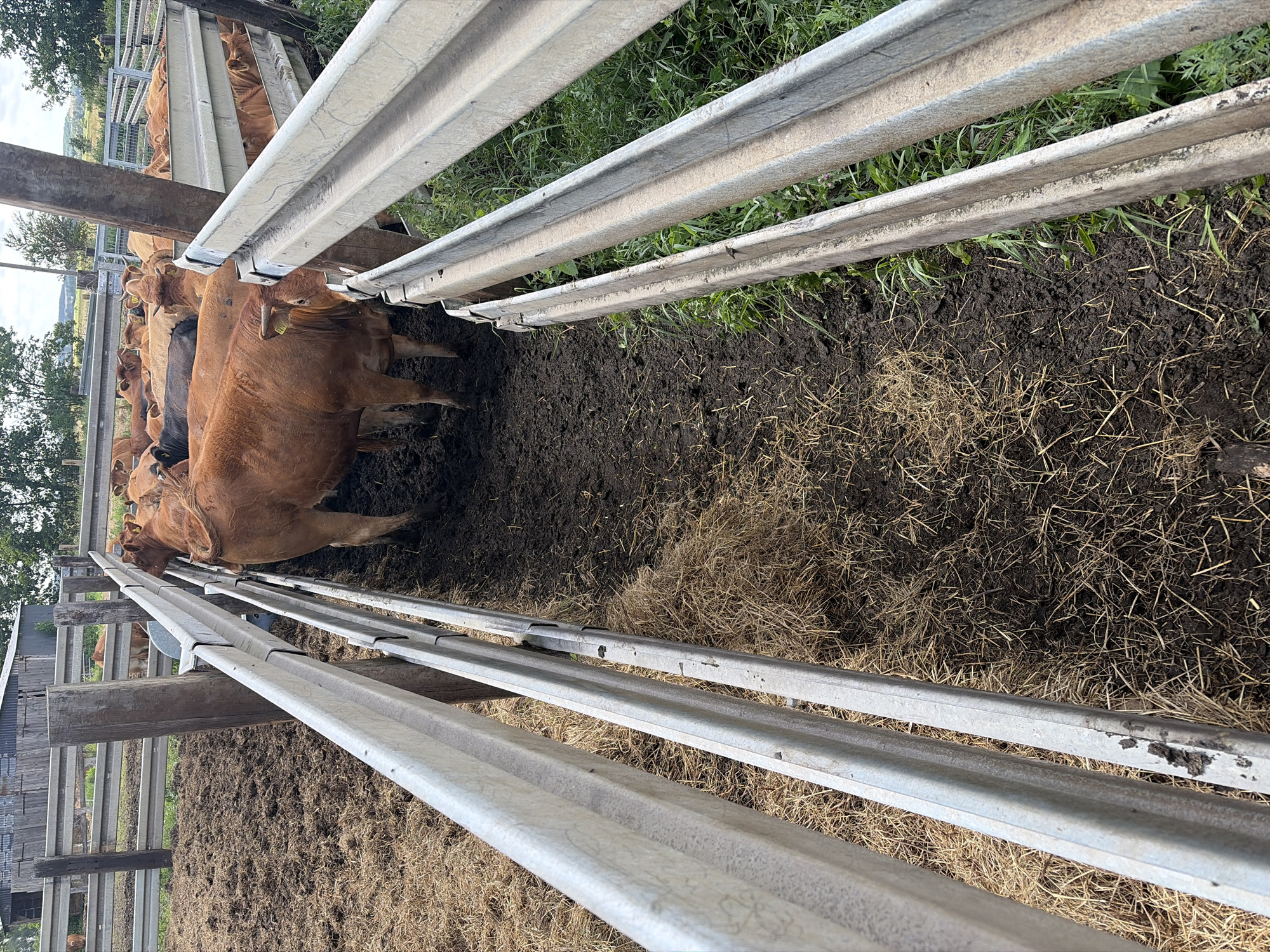 Cattle farm activity and open fields in Witnica, Poland
