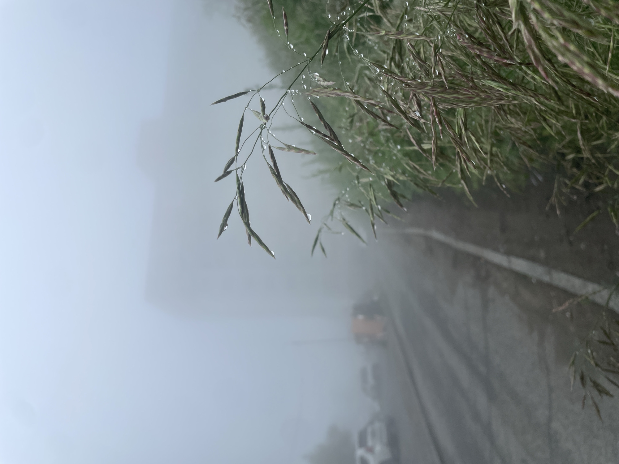 Foggy Vladivostok morning: wet roads, dew-soaked grass, heavy mist