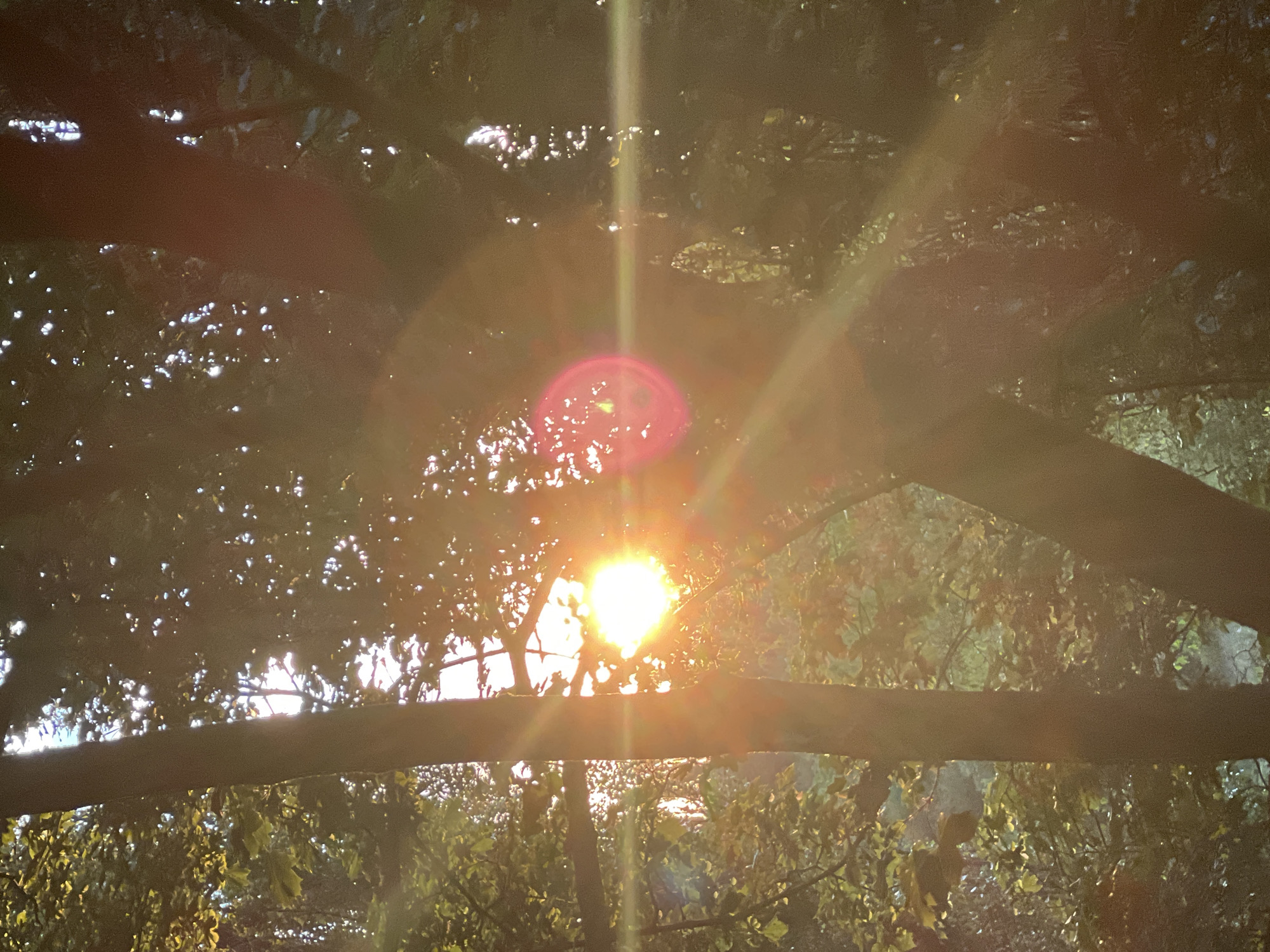 Tabby cat, sunlit trees, and a quiet afternoon outdoors