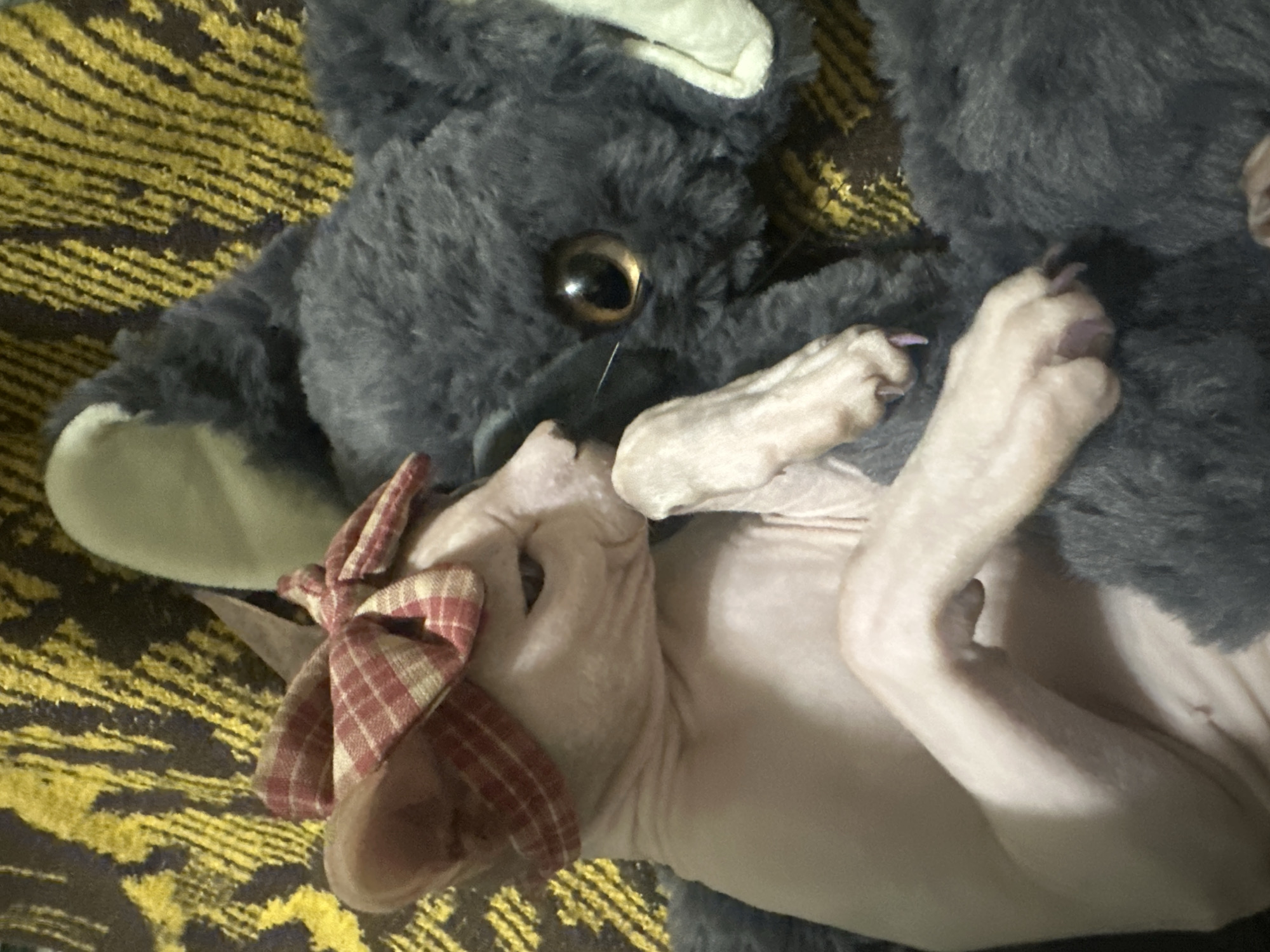 Sphynx cat in a plaid bow lounges with a plush companion