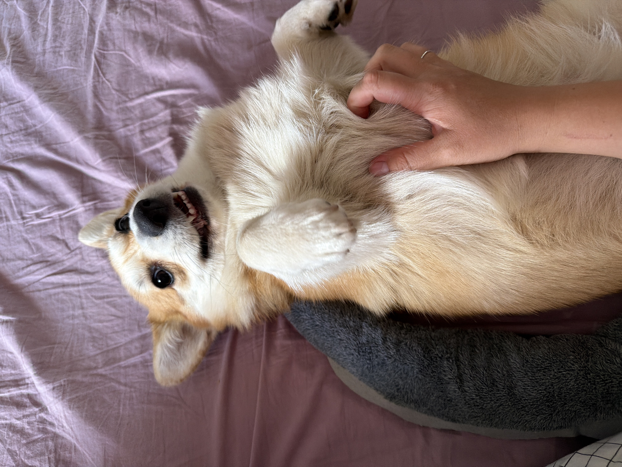 Corgi cuddles and outdoor selfies in Chaikovsky
