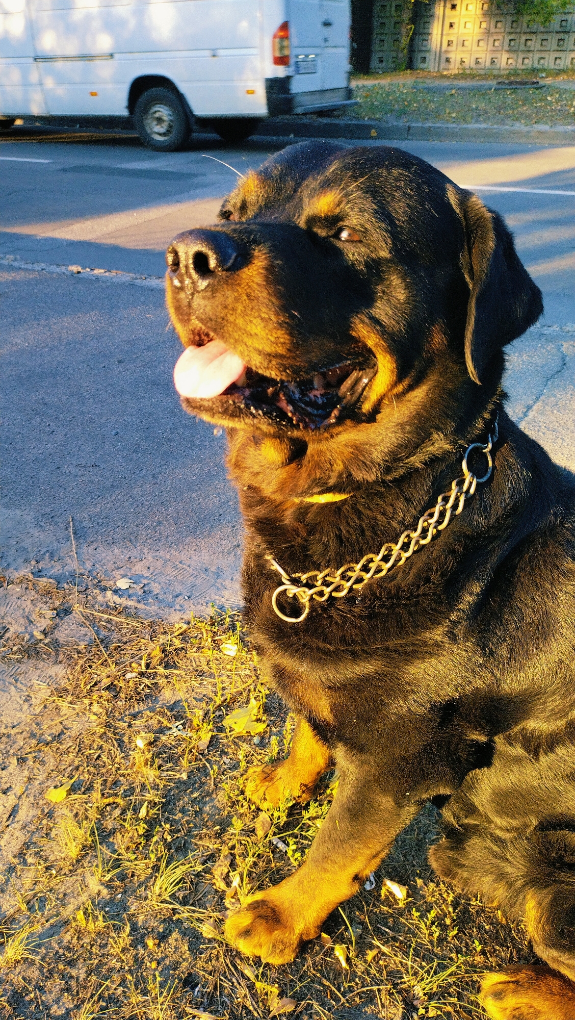 Rottweiler walk through sun-drenched Horishni Plavni paths