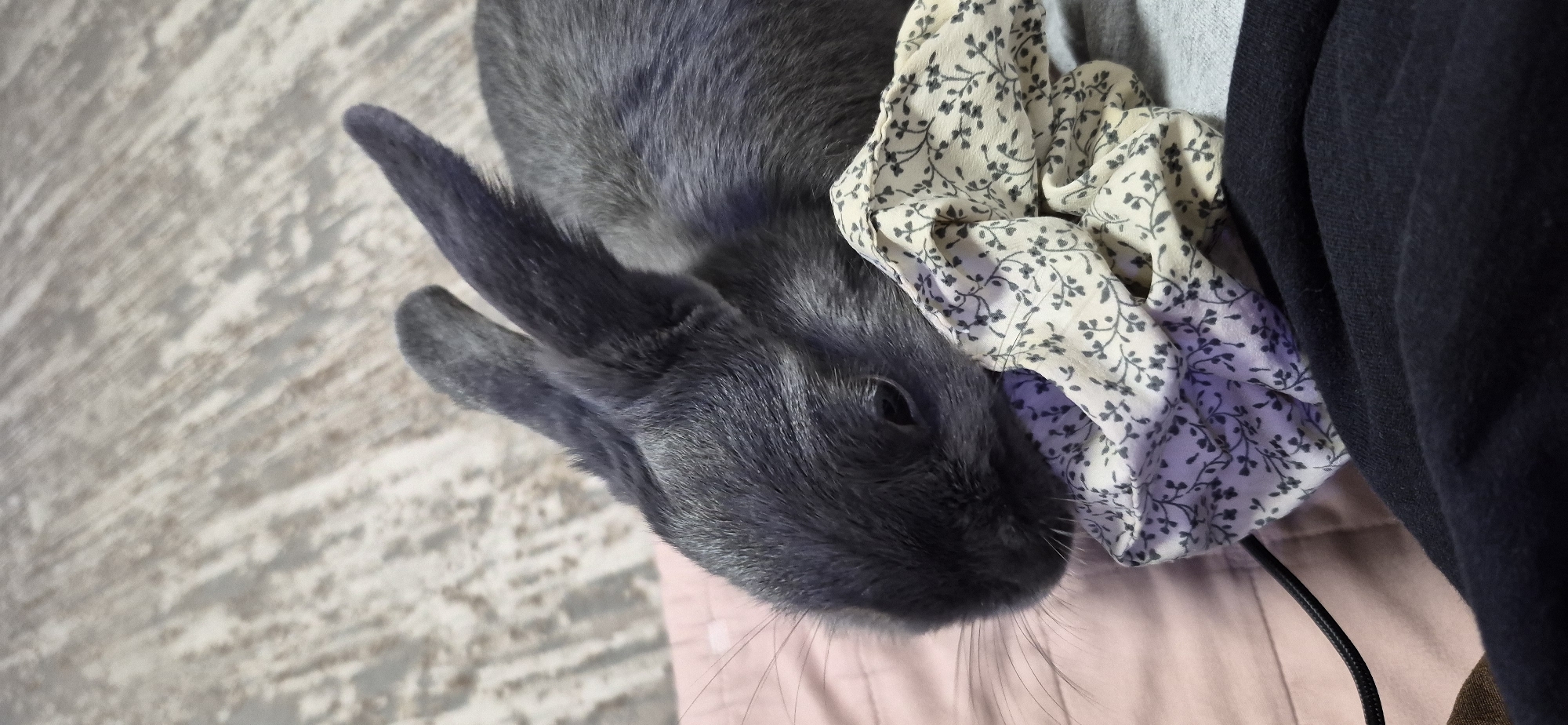 Pet rabbit and aquarium fish at a home in Ussurijsk