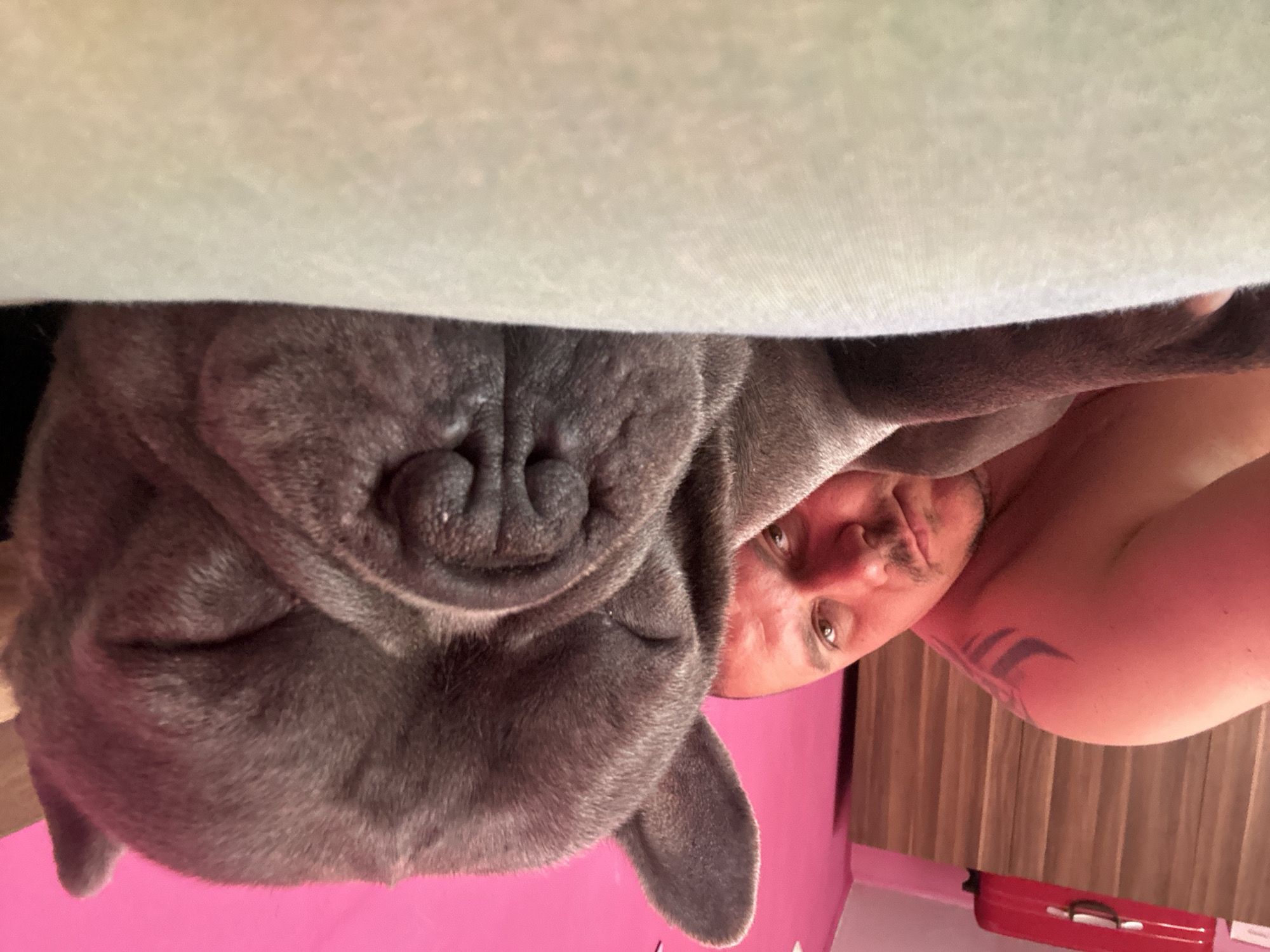 Man and French Bulldog share quiet moment in Bulgarian home