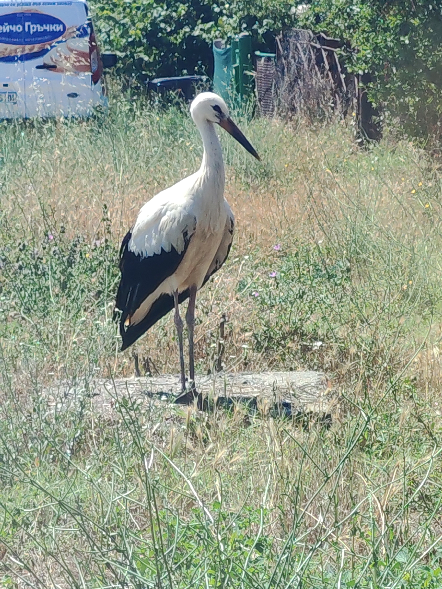 White stork pauses in dry Bulgarian grassland, midsummer.