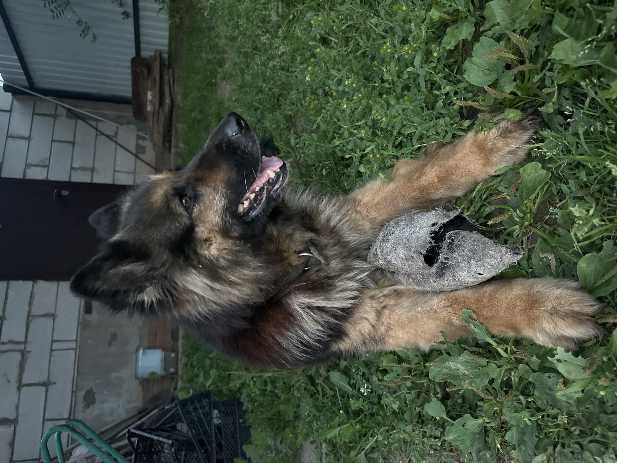 German Shepherd plays and scavenges in a Chaikovsky backyard