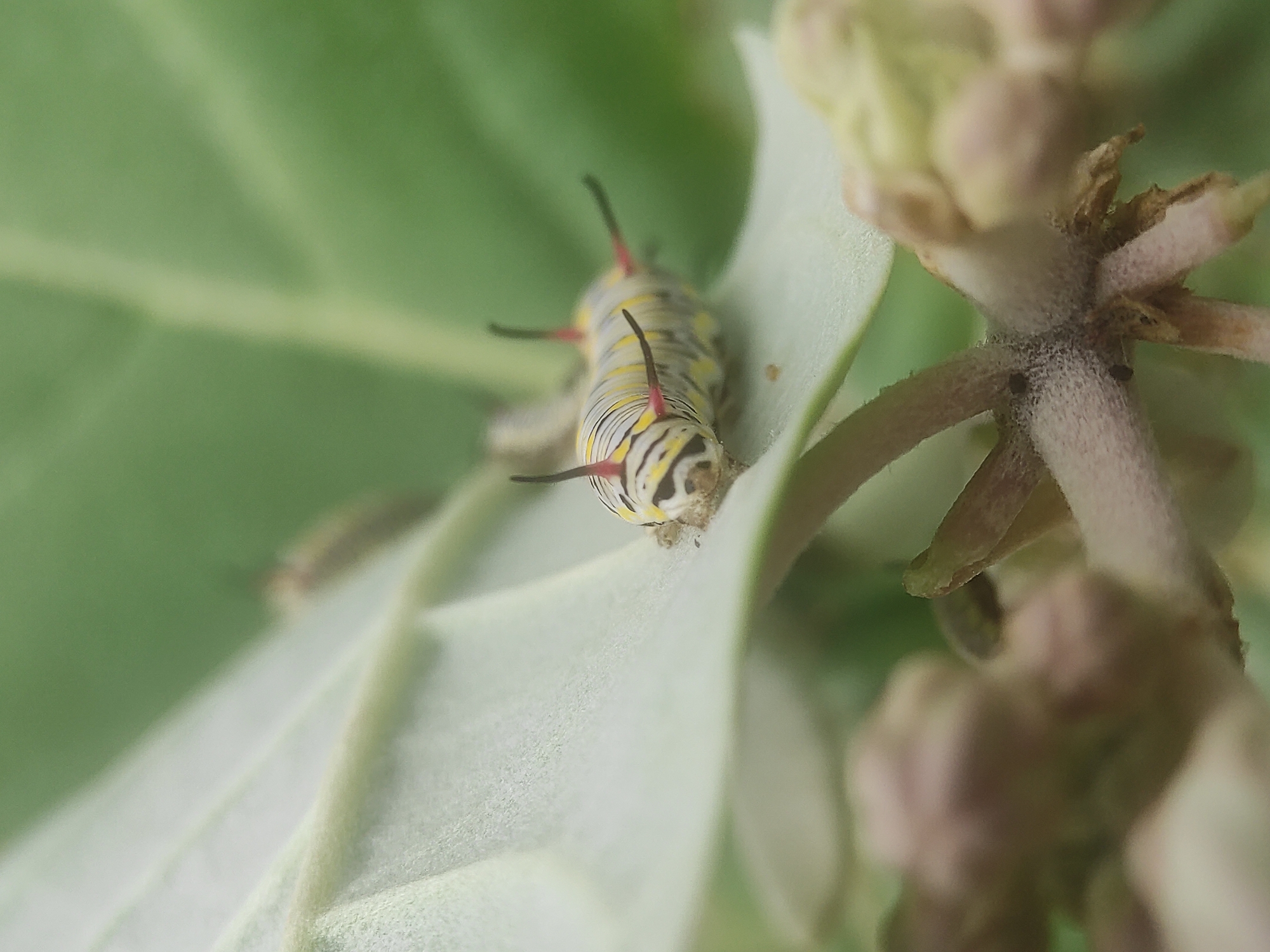 Morning nature documentation session captures insects, cat, rice fields