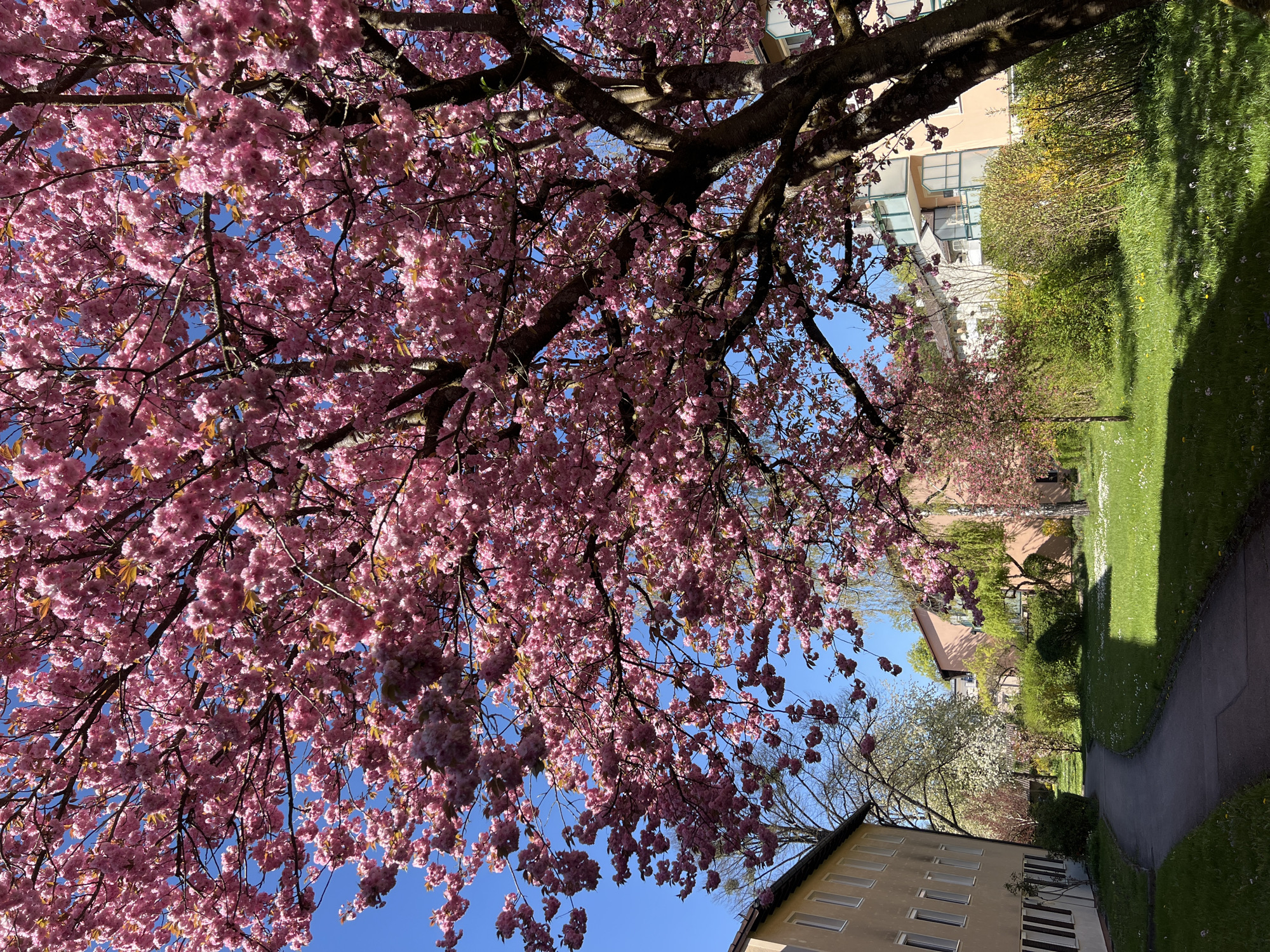 Spring blooms photographed across Munich during afternoon hours
