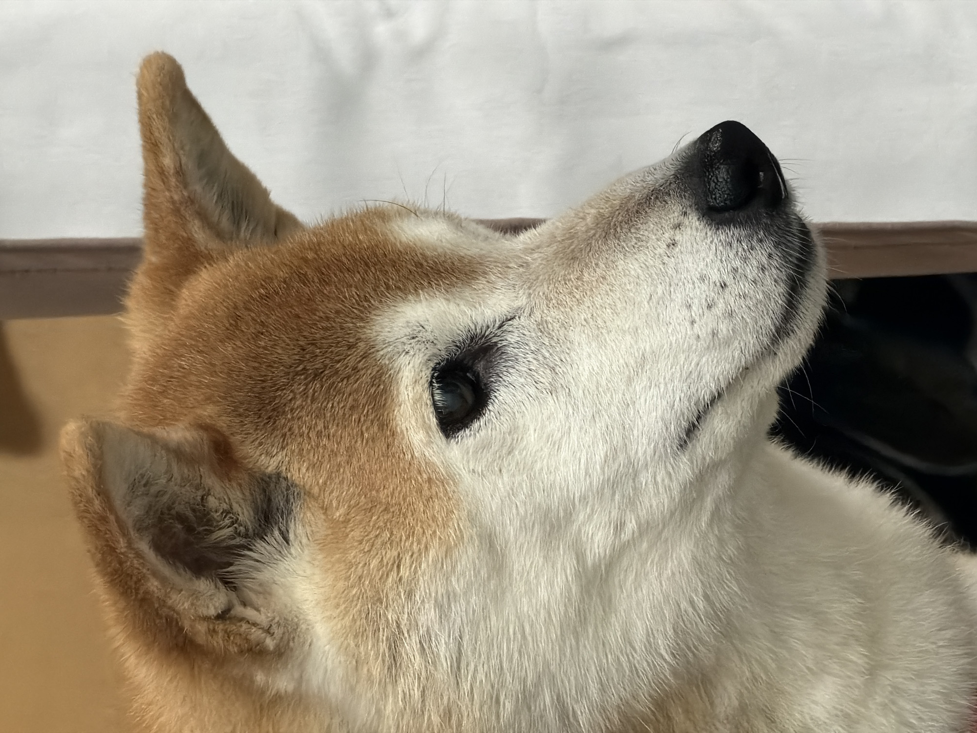Shiba Inu photographed at traditional Kyoto house entrance