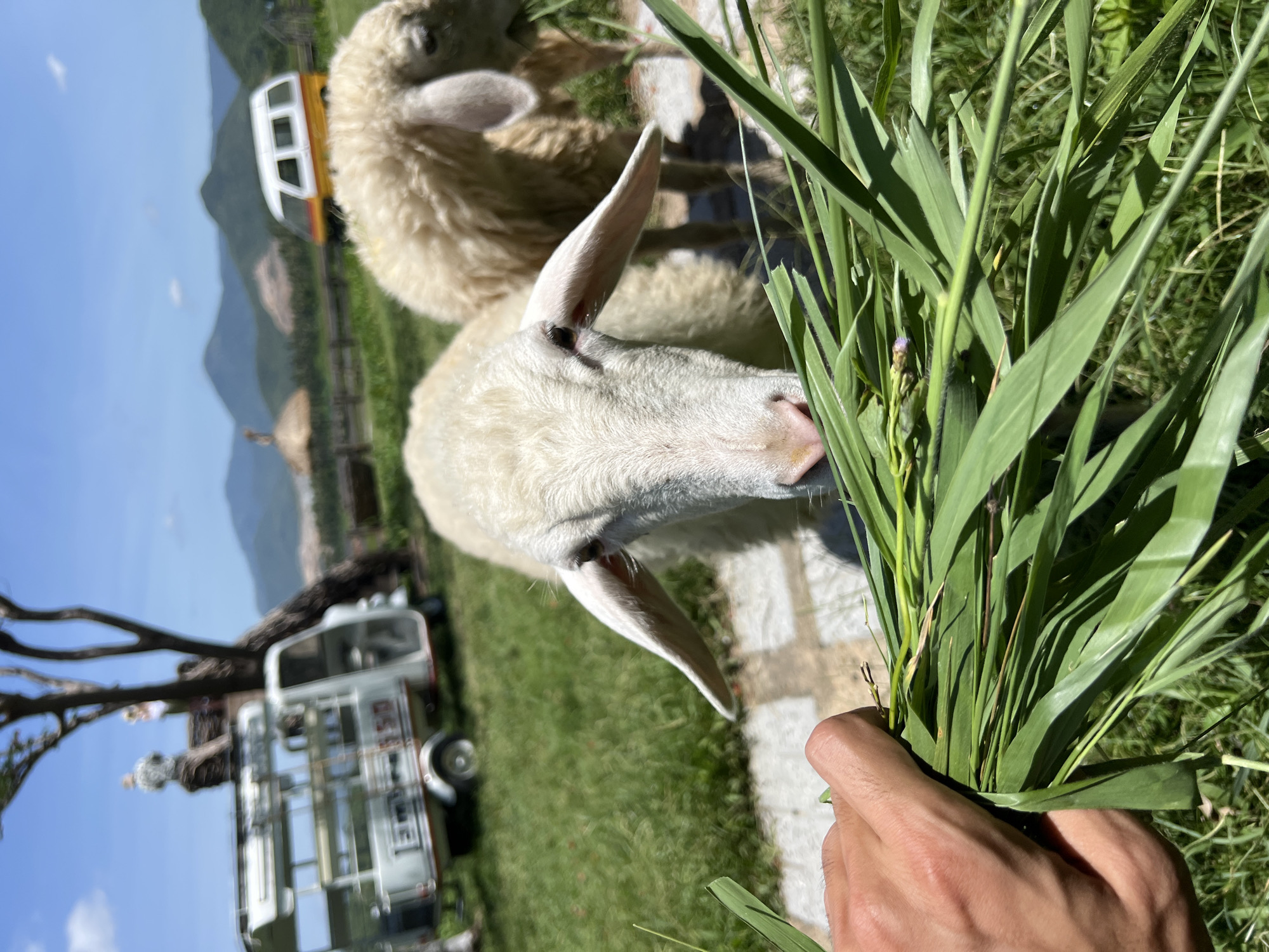 Person feeds grass to animal in Cong Hai, Vietnam