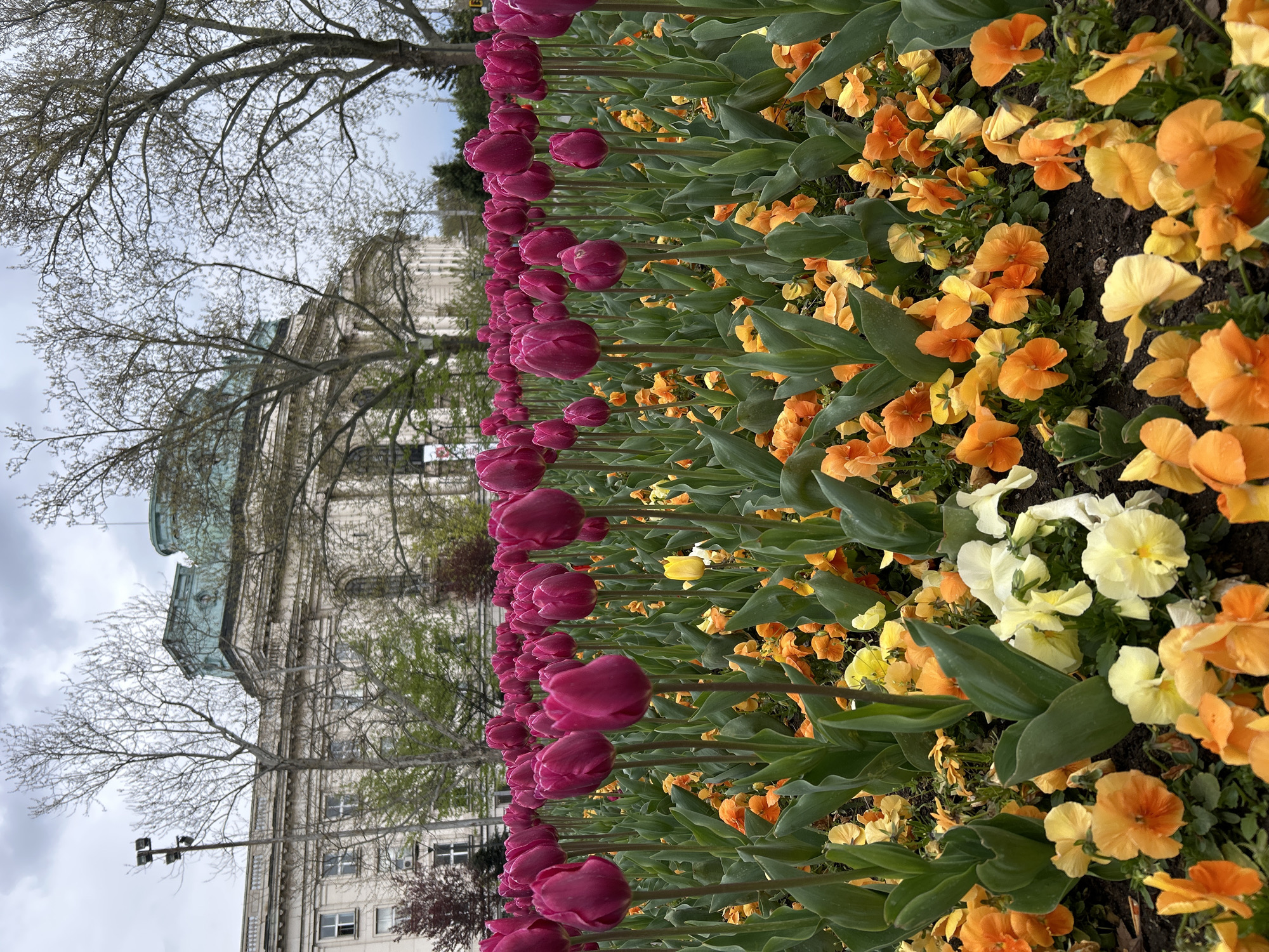 Spring flower displays bloom across central Sofia parks