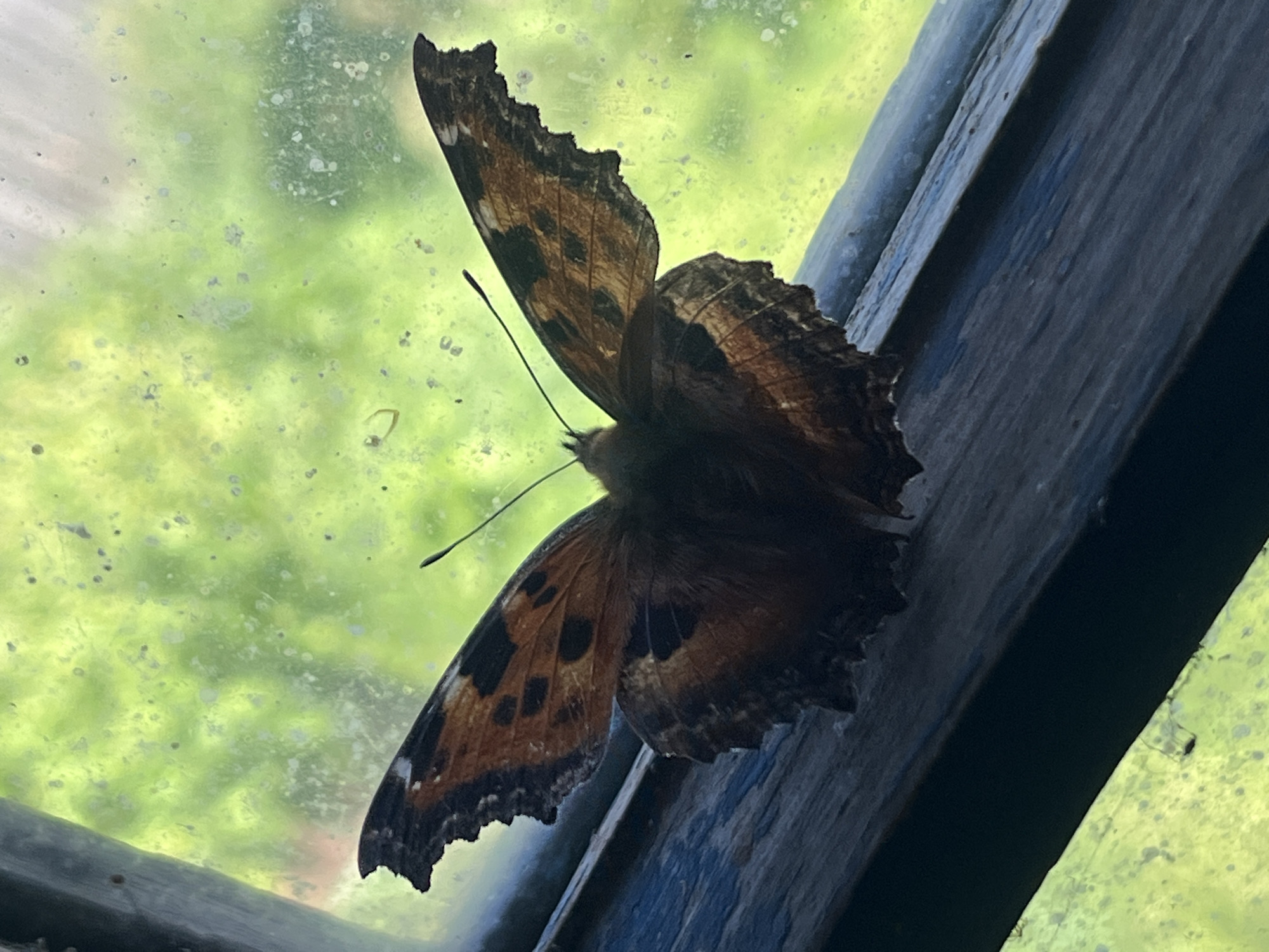 Dogs, butterflies, and marigolds in a Nizhny Tagil backyard