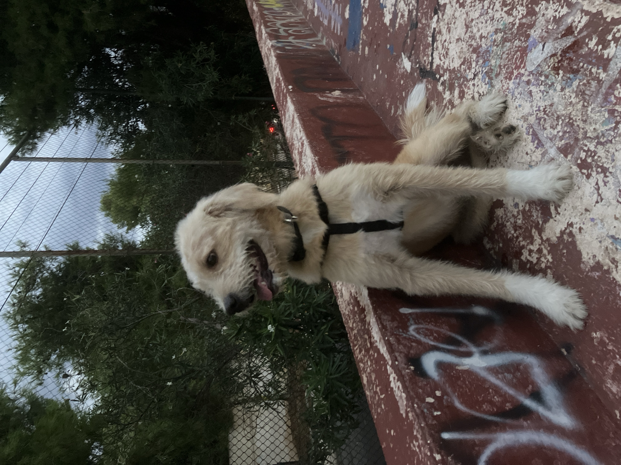 Dog on a bench, wet courts, and grey skies in Paleo Faliro